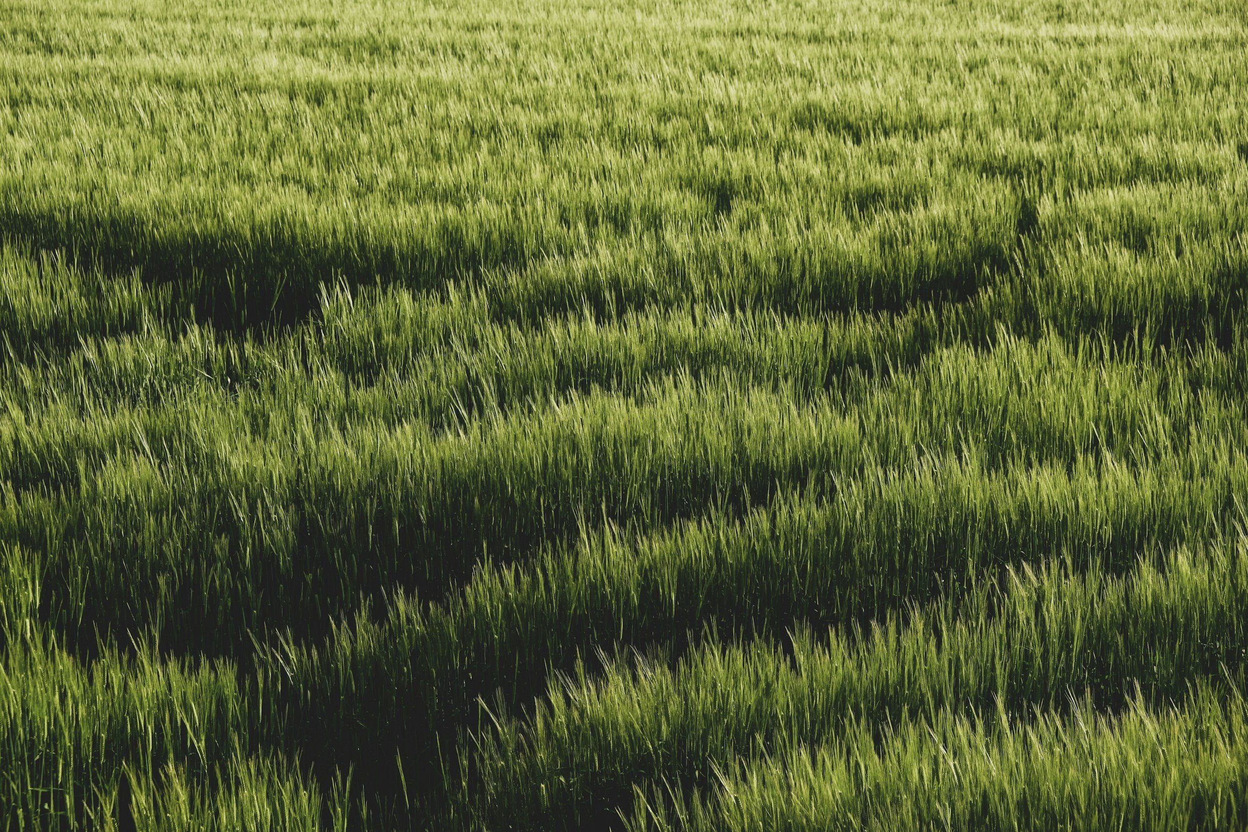 A field of green grass or crops under bright sunlight.