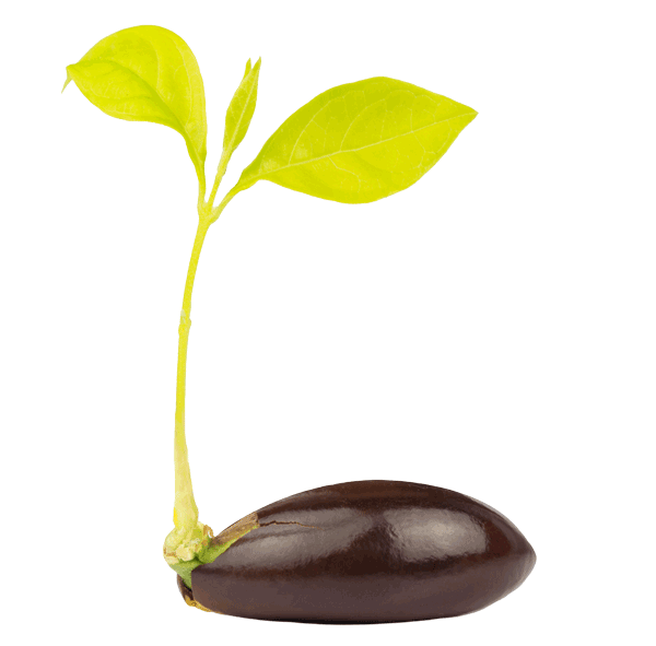 A sprouting seed