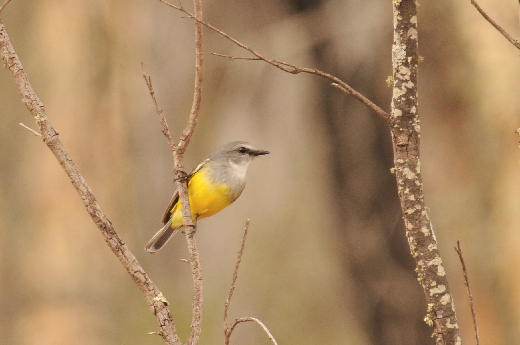 A small bird with yellow belly and gray head perched on a thin branch surrounded by sparse twigs and trees in a natural setting