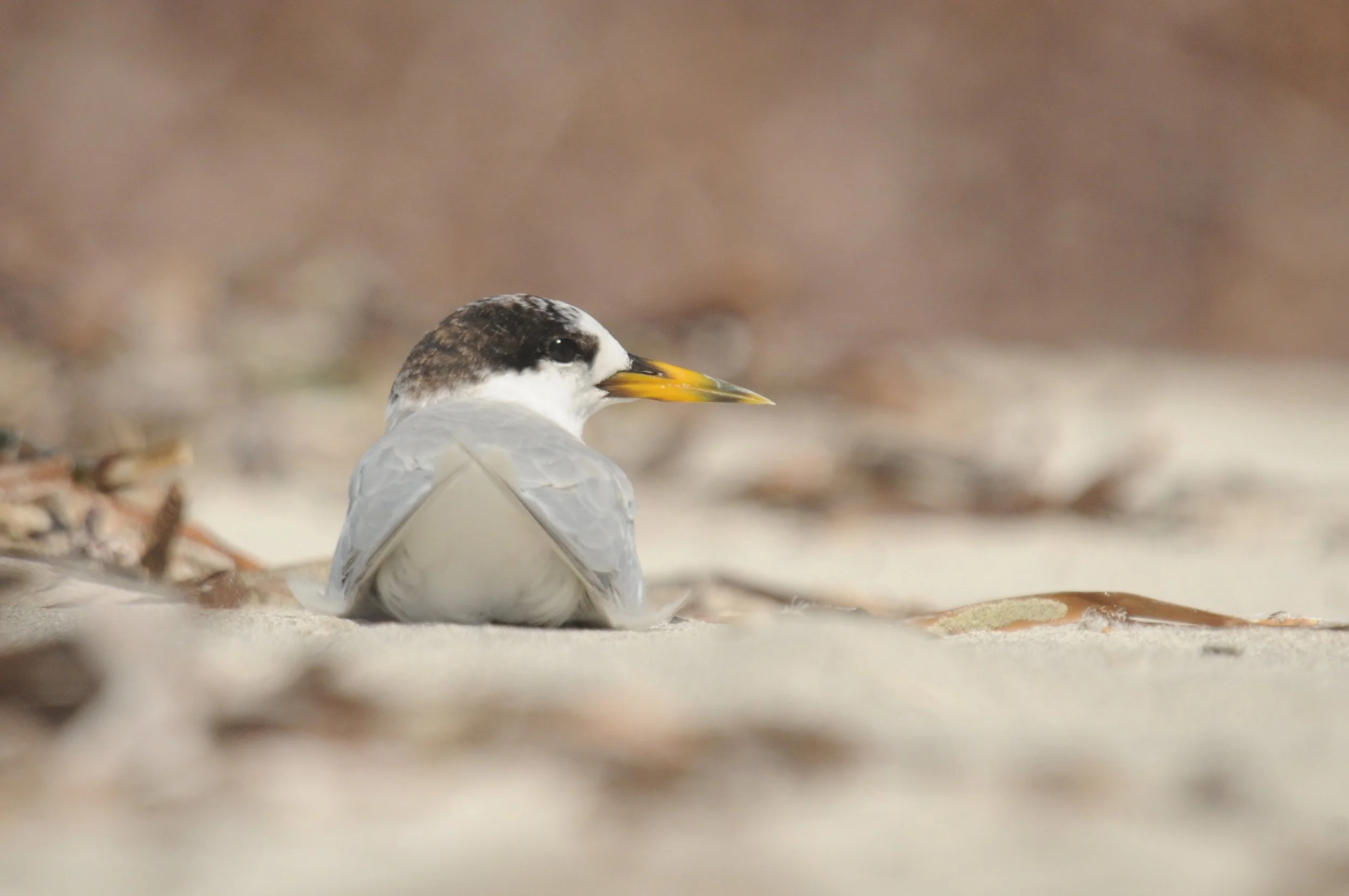 Fairy Terns are summer visitors to the Perth area and usually encountered on the full day Perth Birding Tours