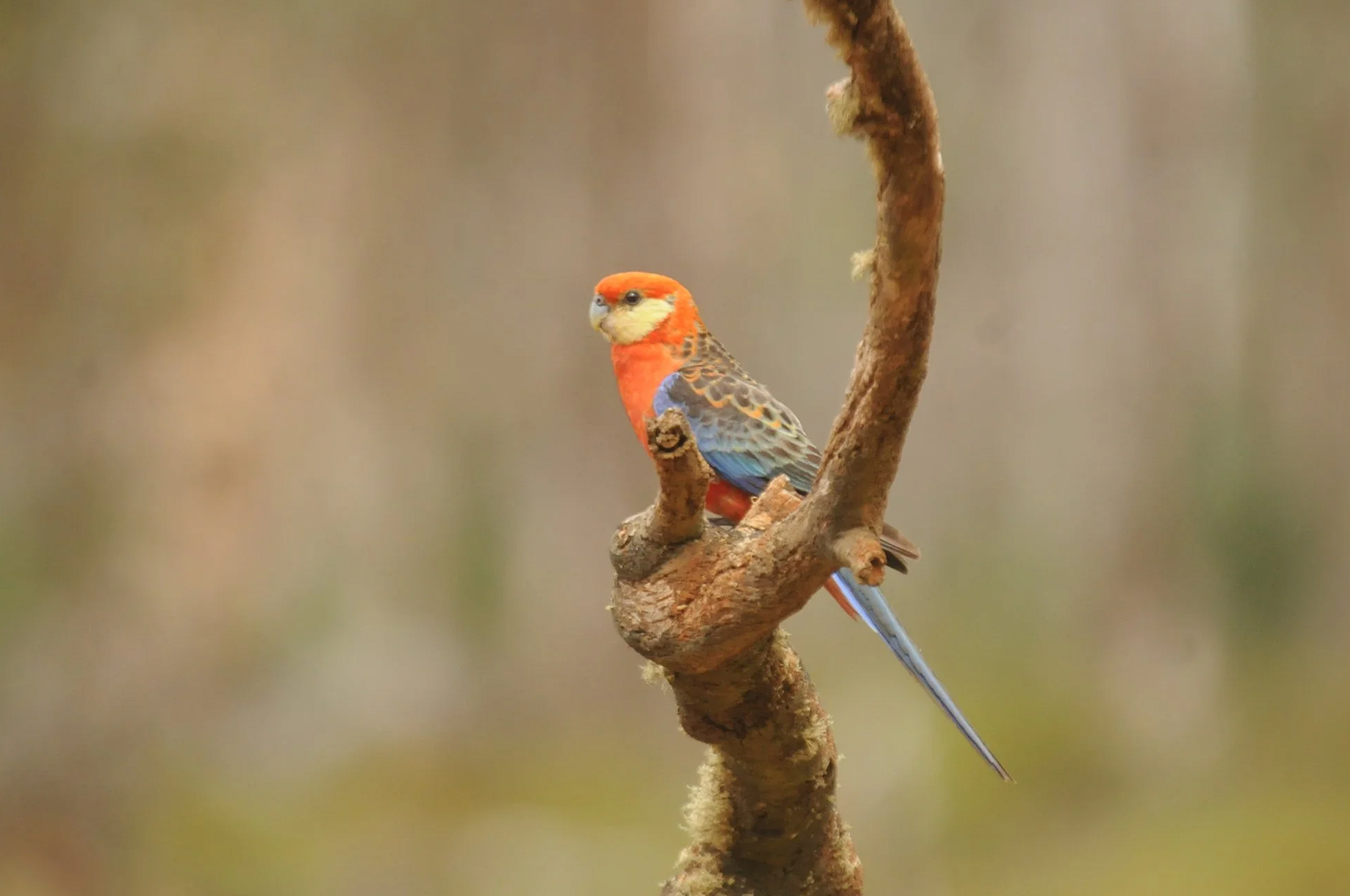 A colorful bird perched on a twisted tree branch, with a blurred neutral background.