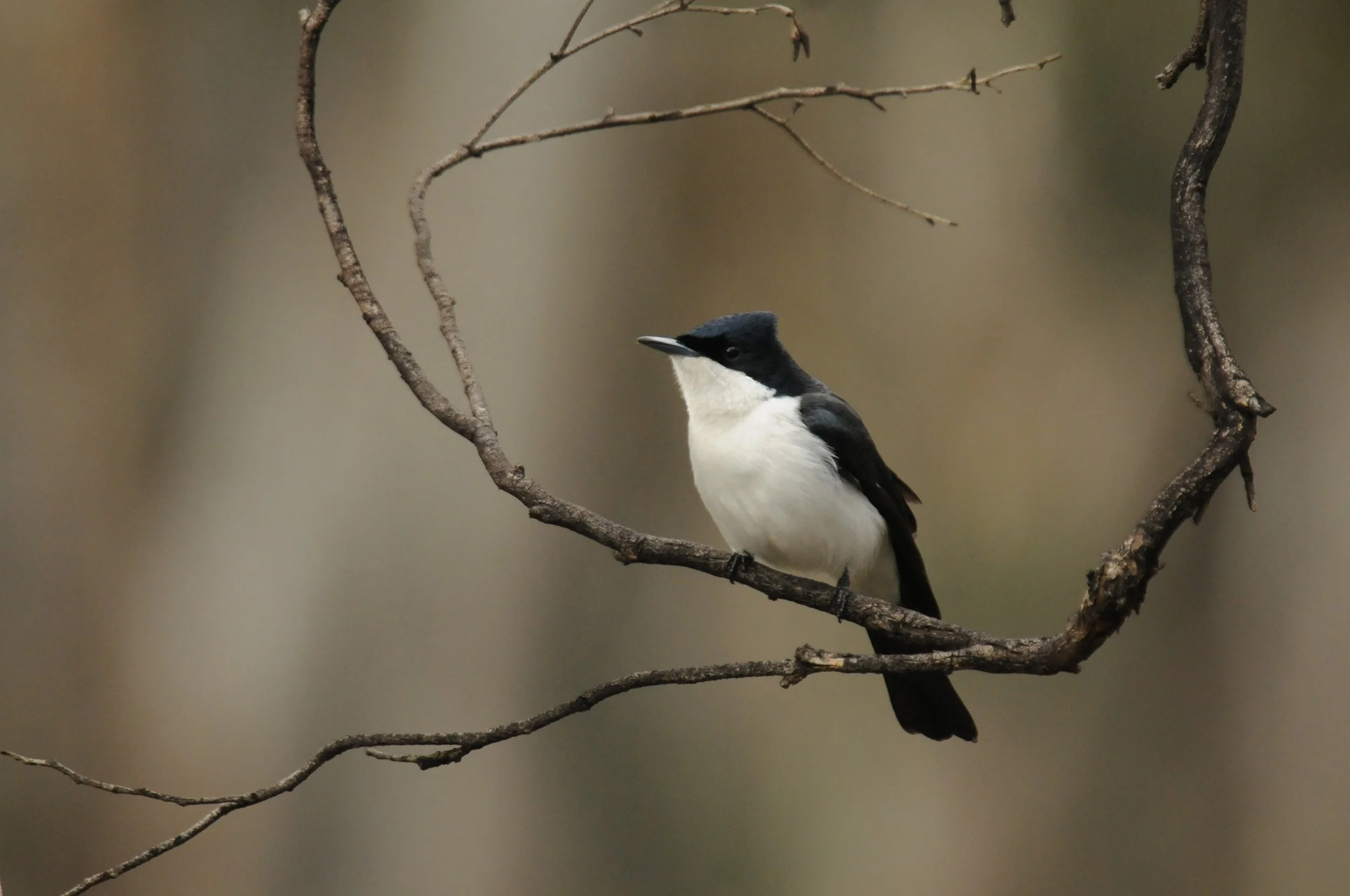 A black and white bird perched on a thin tree branch, with more branches and a blurred background.