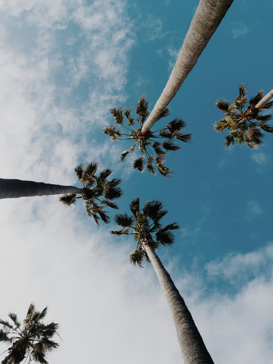 Palm trees against a blue sky