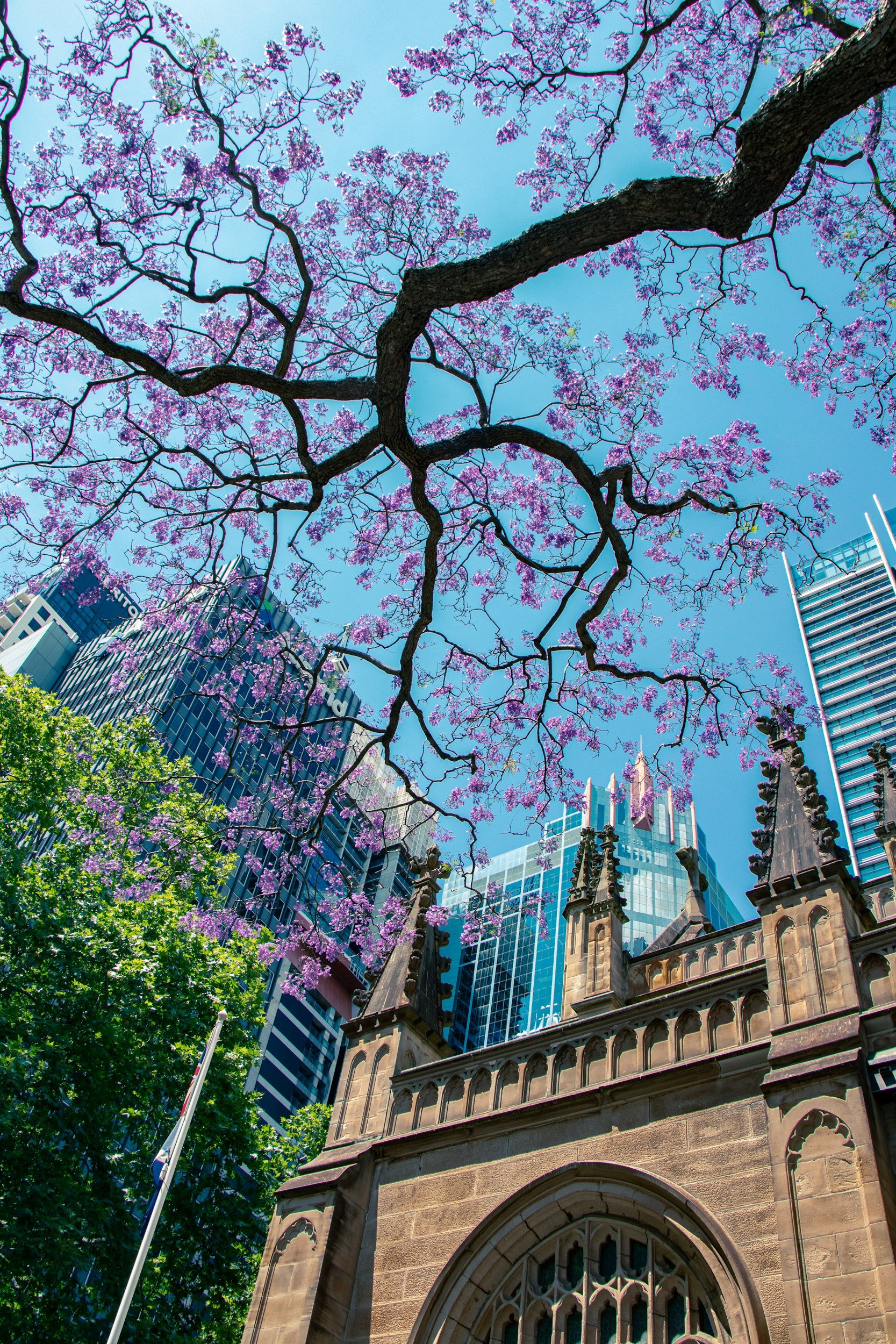 A view of a tree with purple blossoms, surrounded by modern high-rise buildings and an older stone building with Gothic architectural details, under a clear blue sky.