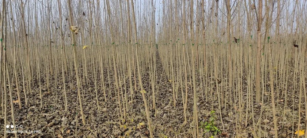 Premium Poplar Saplings