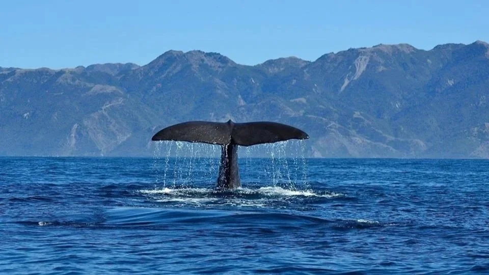 Kaikoura whale watch.jpg