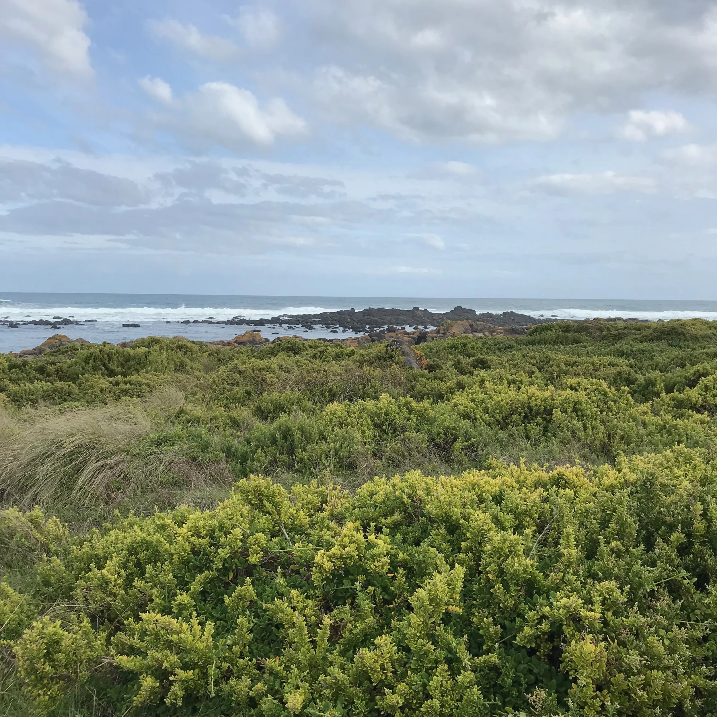A coastline view with green shrubbery in the foreground, rocky shoreline in the middle, and overcast sky above.