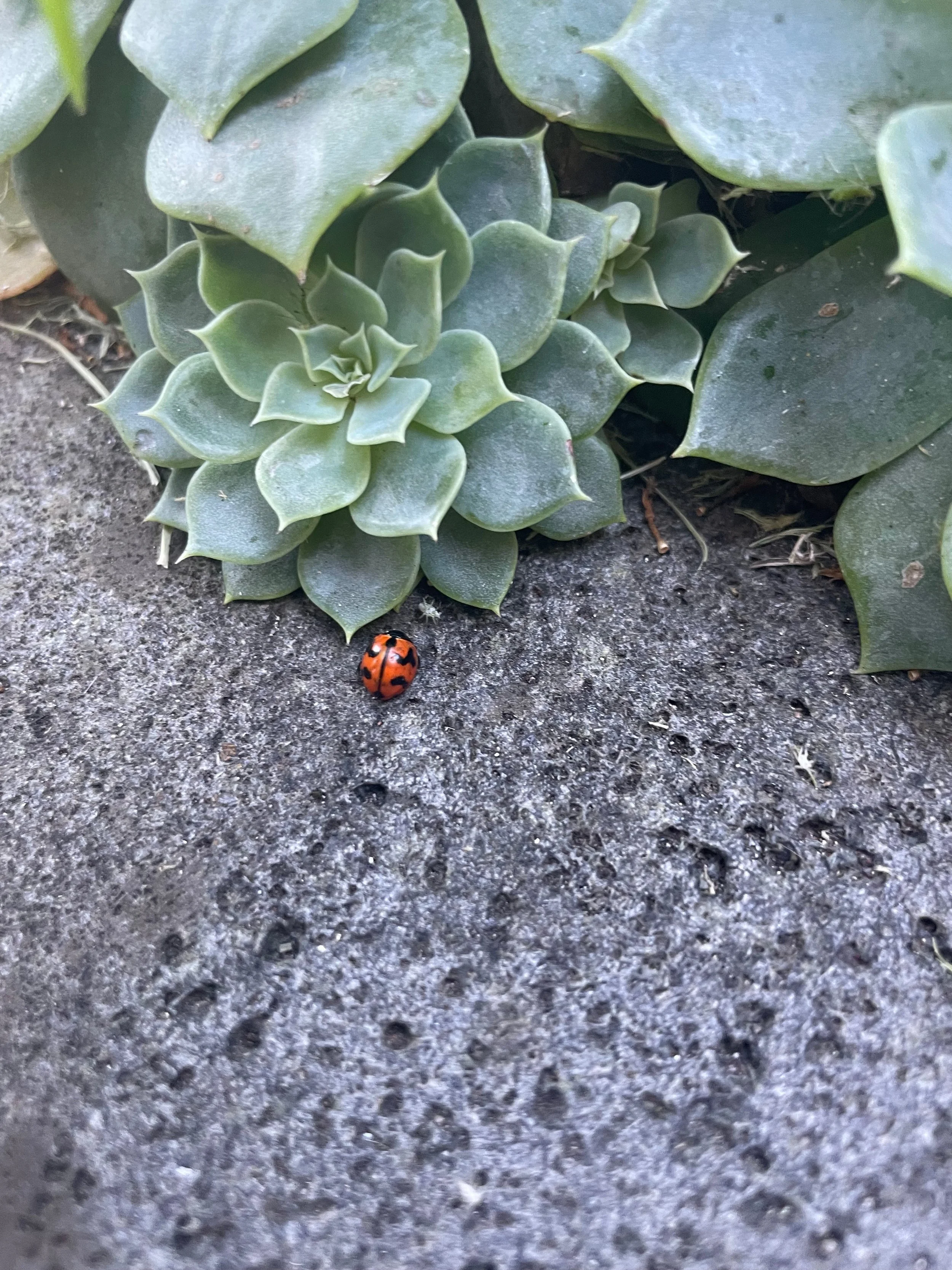 Close-up of a succulent plant growing on soil with a ladybug crawling nearby.