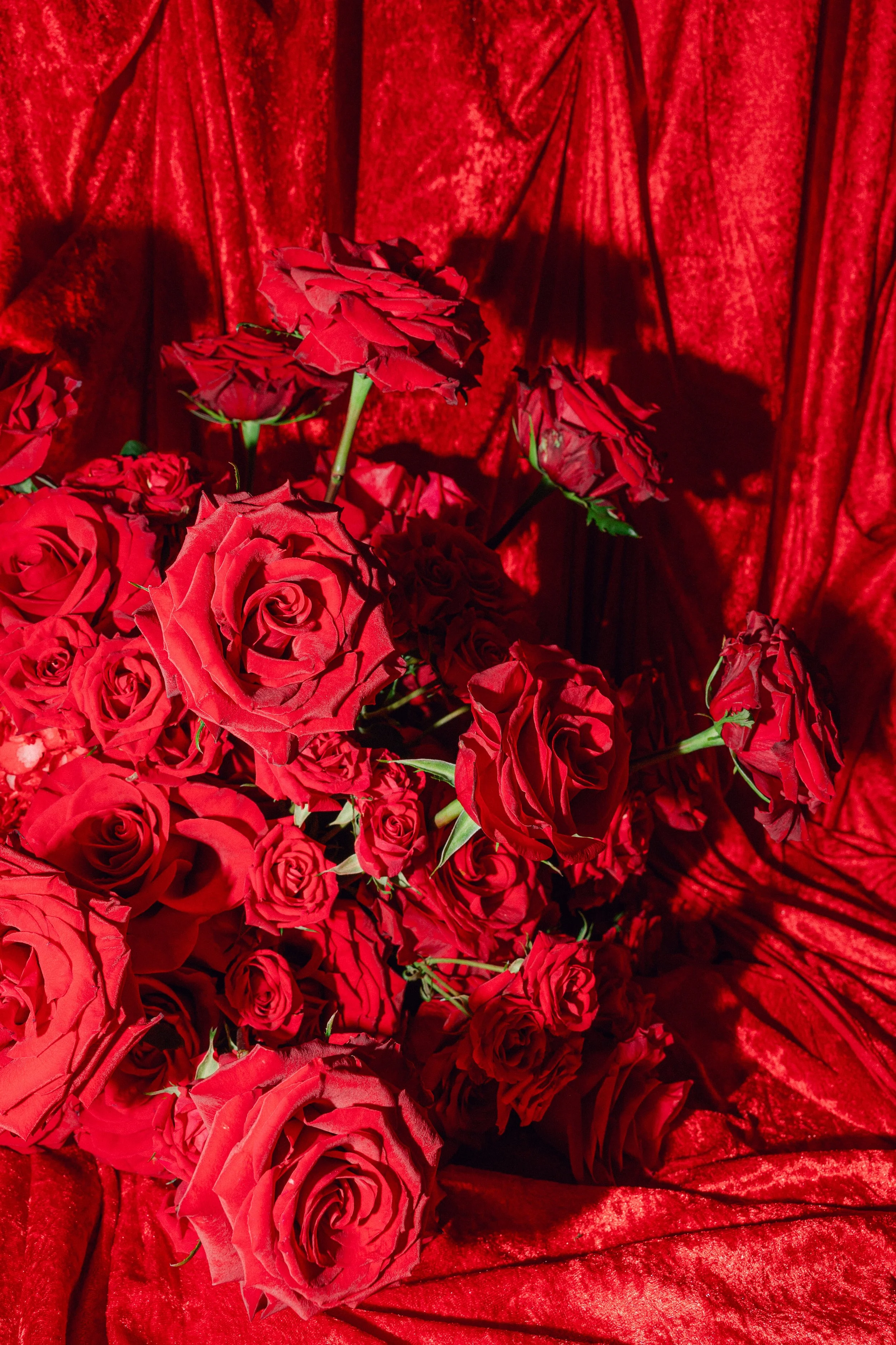 Red roses arranged on red satin fabric background.