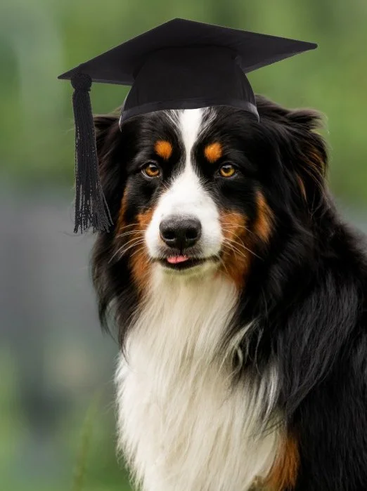 Bachelor of Basic Dogucation