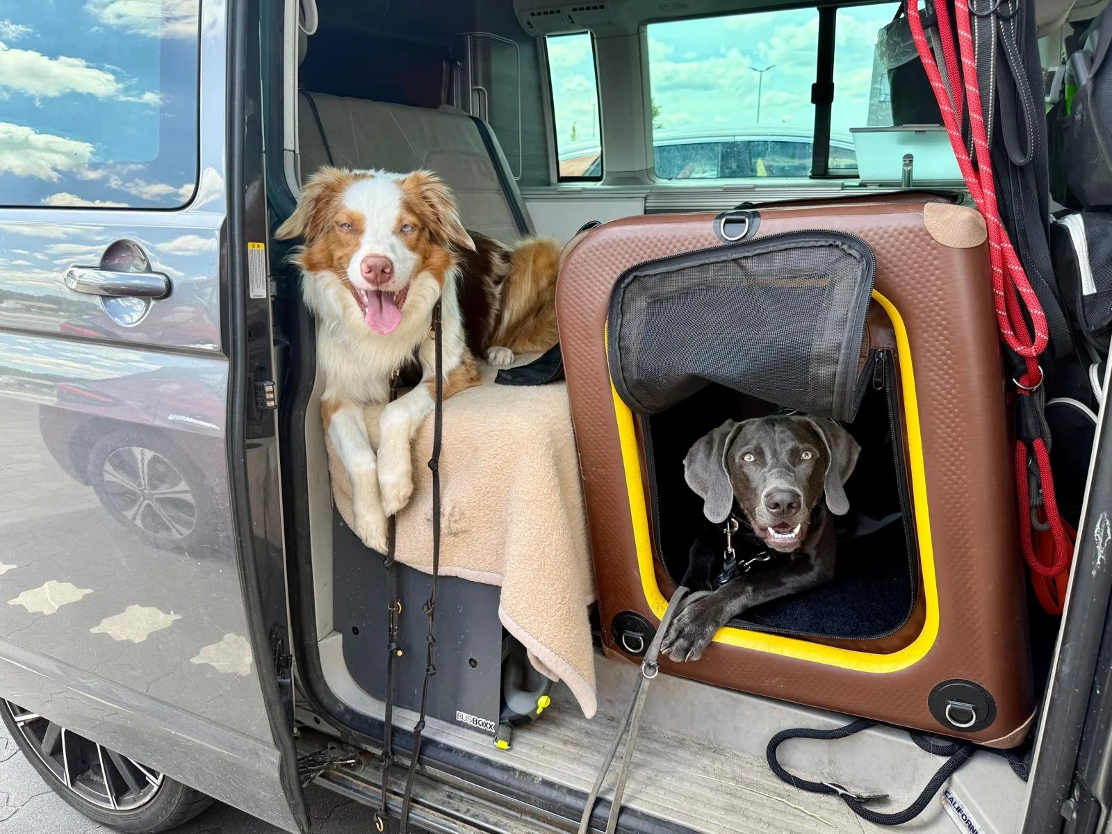 Entspannt Autofahren mit Hund