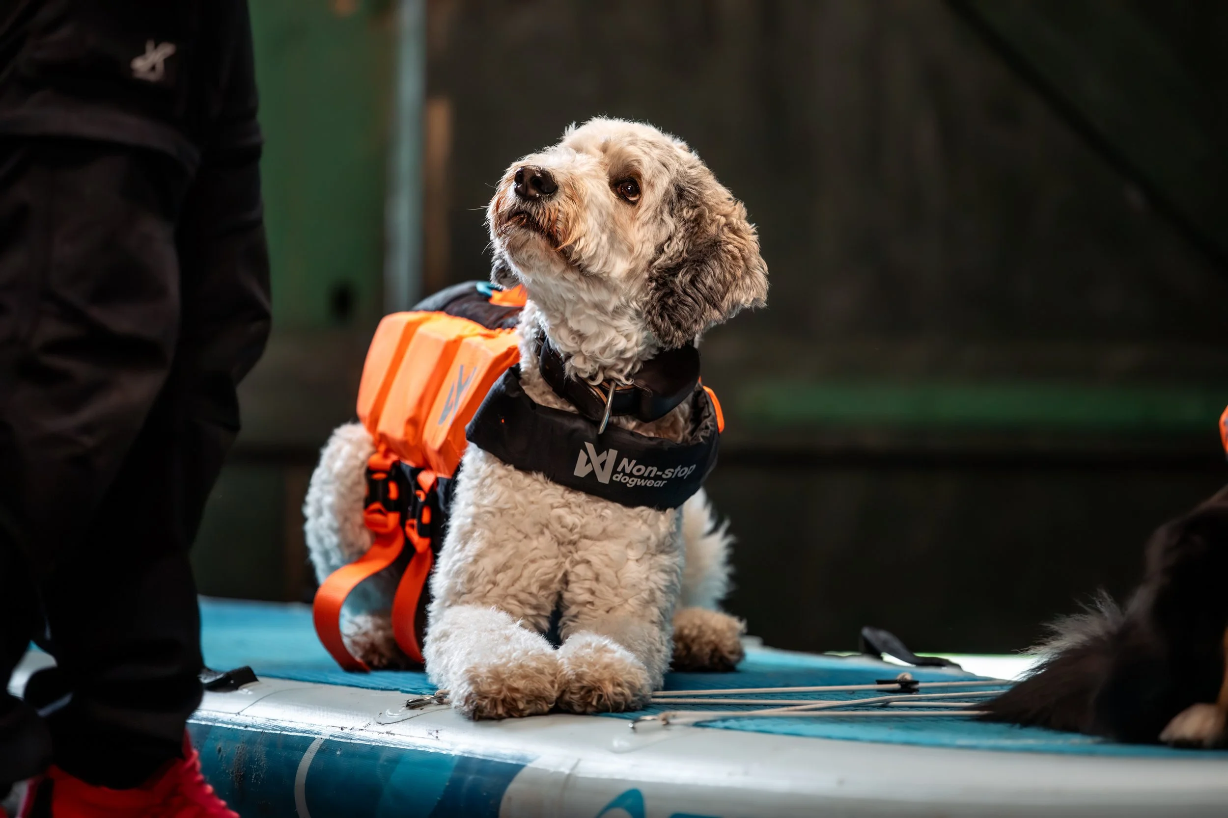 Leinen los!- Stand-up-Paddling mit Hund