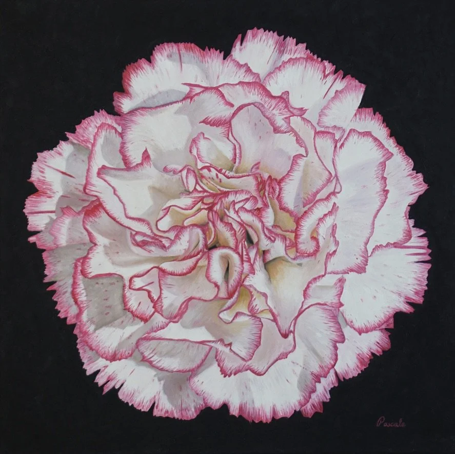 An artistic painting of a pink and white carnation flower with pink-edged petals against a black background.