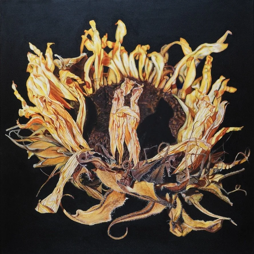 A dried sunflower head with yellow petals and seeds on a dark background.