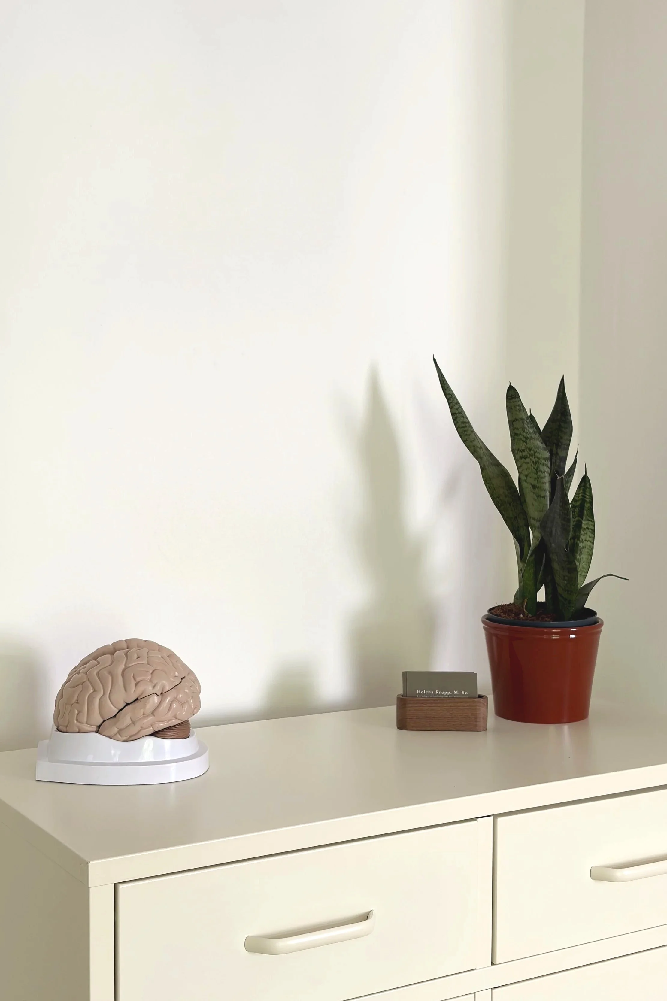 Ein modell eines menschlichen Gehirns auf einem weißen Tisch, ein grüner Pflanzen in einem roten Topf, und ein Holzständer mit einer Psychotherapie Visitenkarte auf einem weißen Möbelstück.