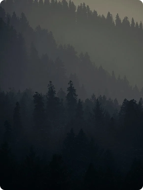 Dense forest of pine trees with a foggy, layered mountain background