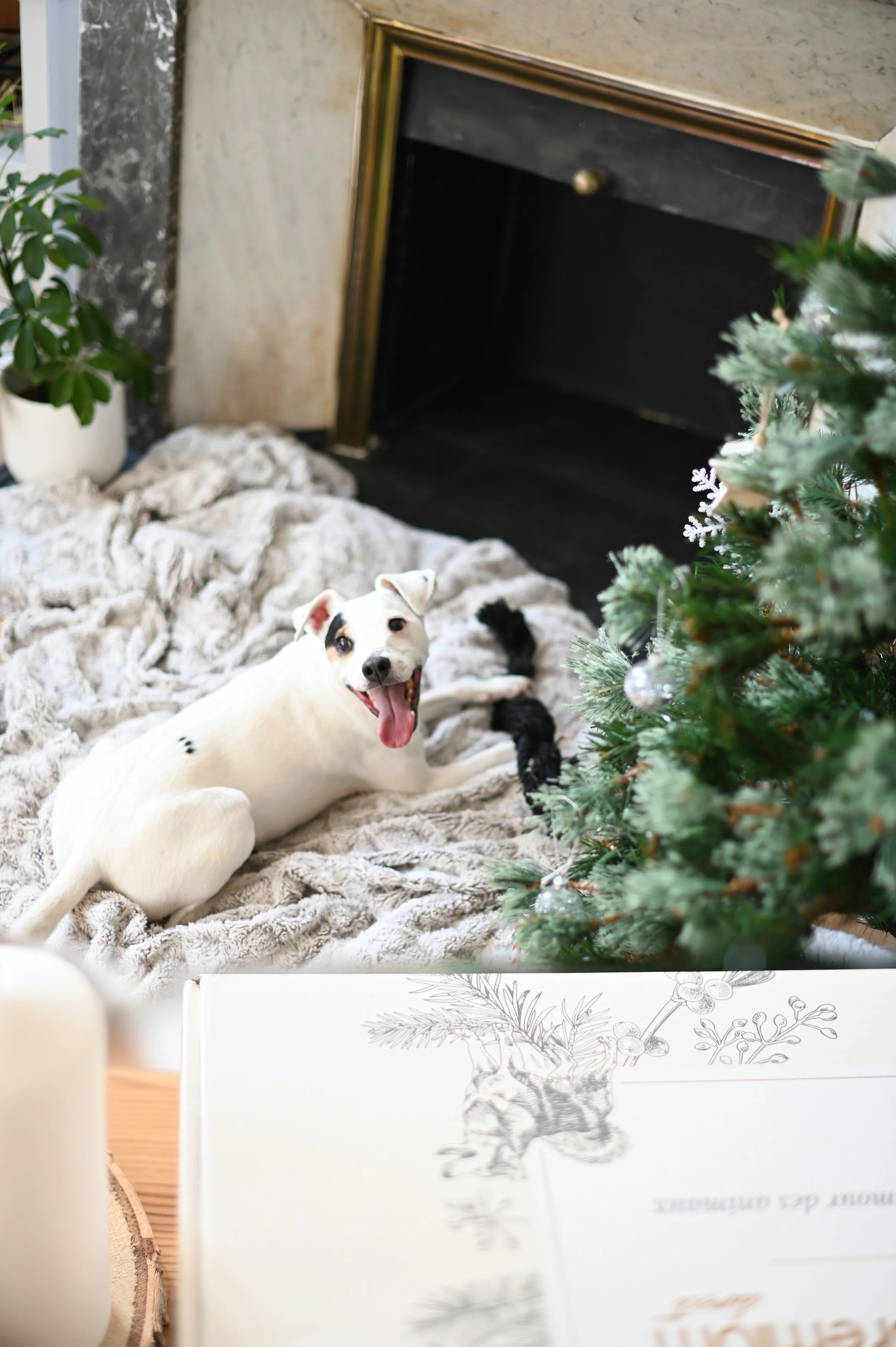 Direction artistique de la campagne de Noël Ultra Premium Direct dans un univers premium et chaleureux.