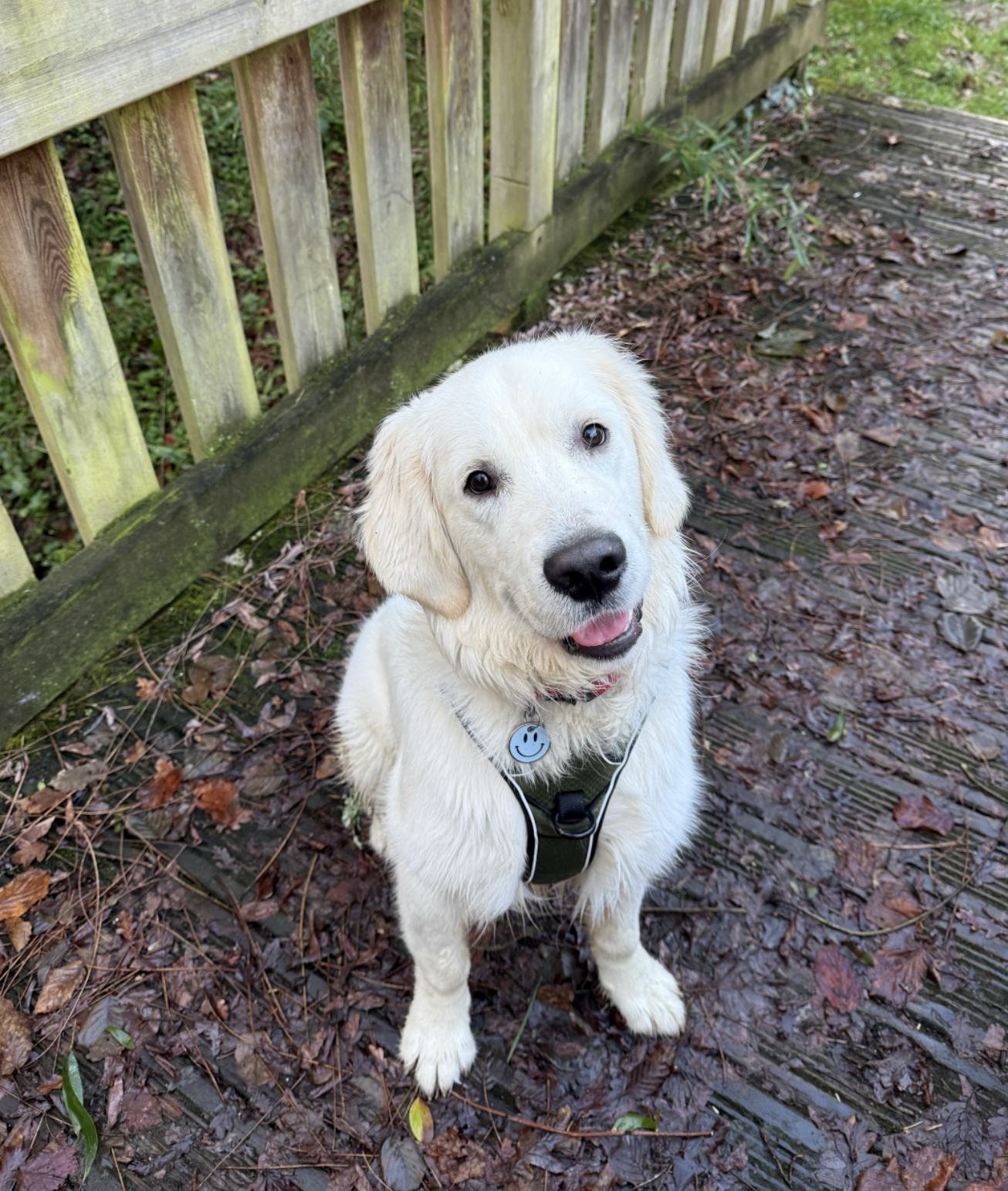 Aston, le golden retriever de Mathilde Douau.