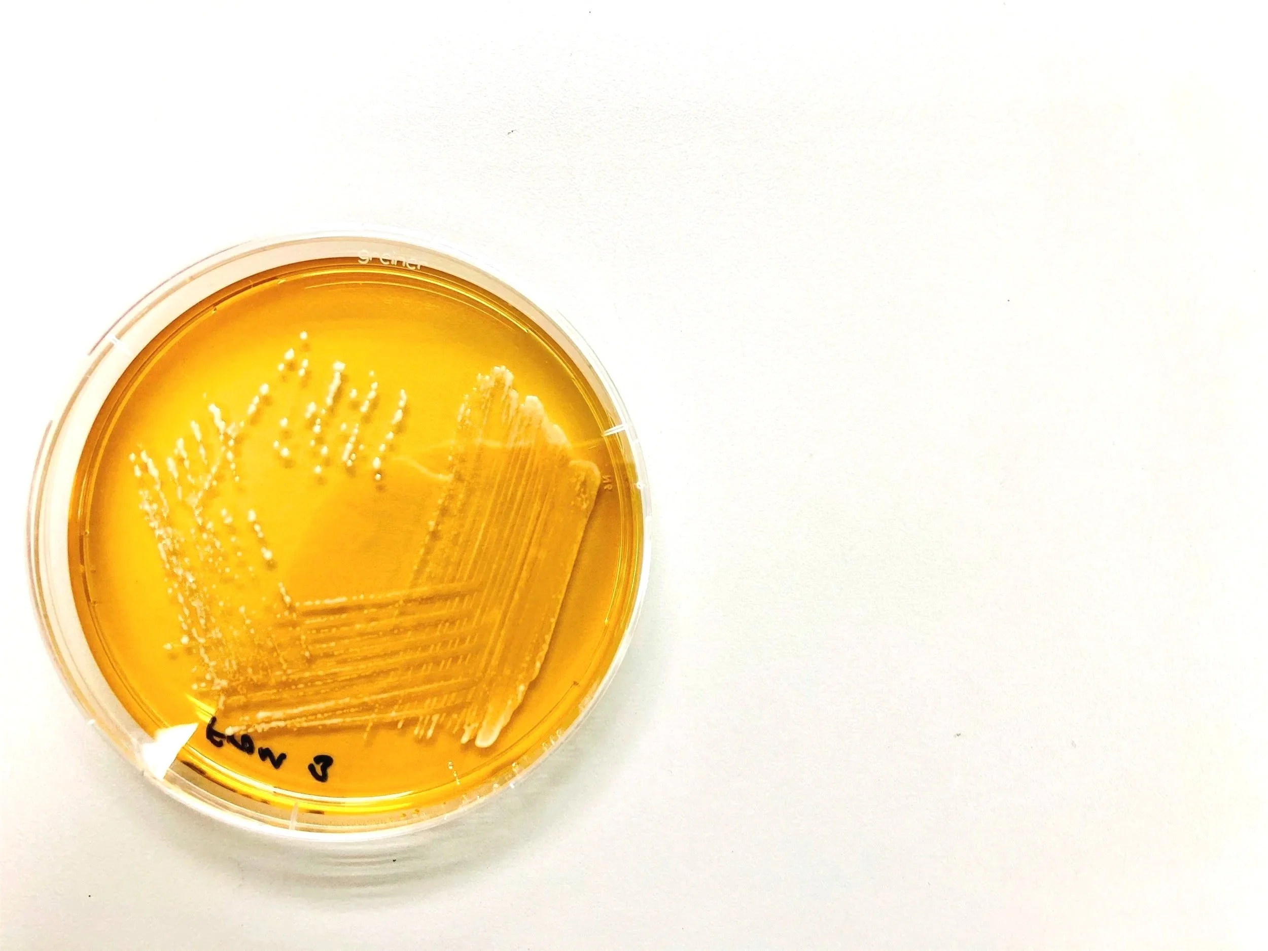 Microbiology proficiency testing LAB by Go Plus Services