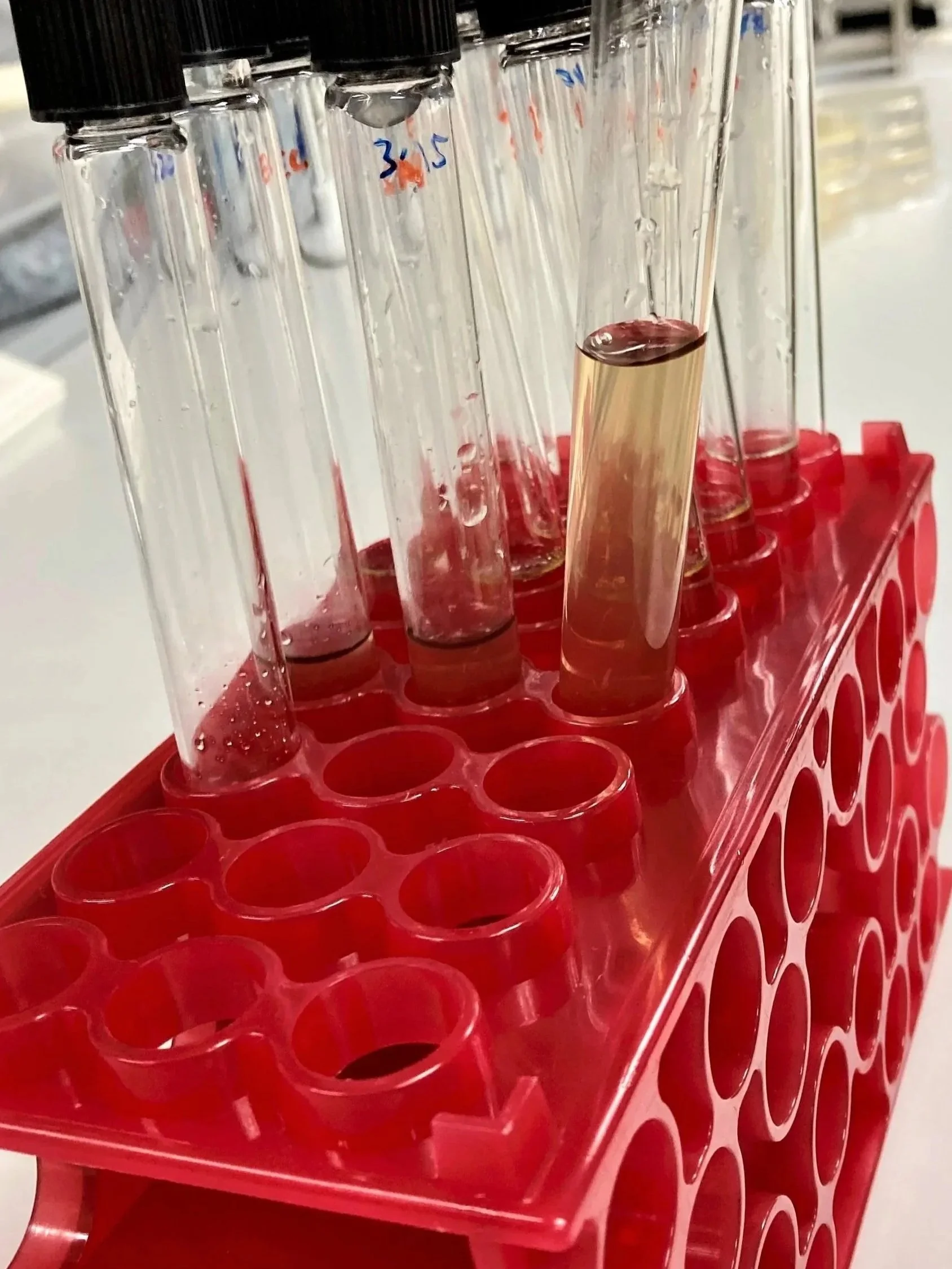 Microbiology Testing services by Go Plus Services on bacterial challenge test and preservative efficacy test
