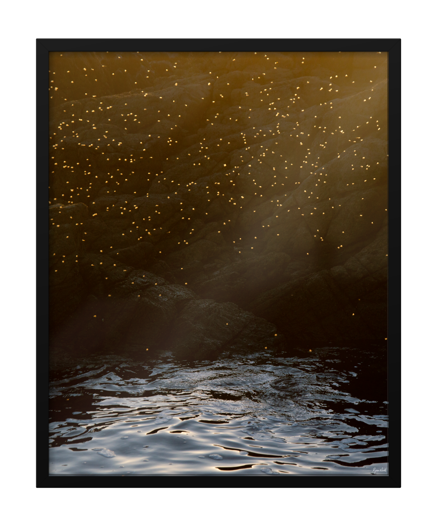 rockpool.png