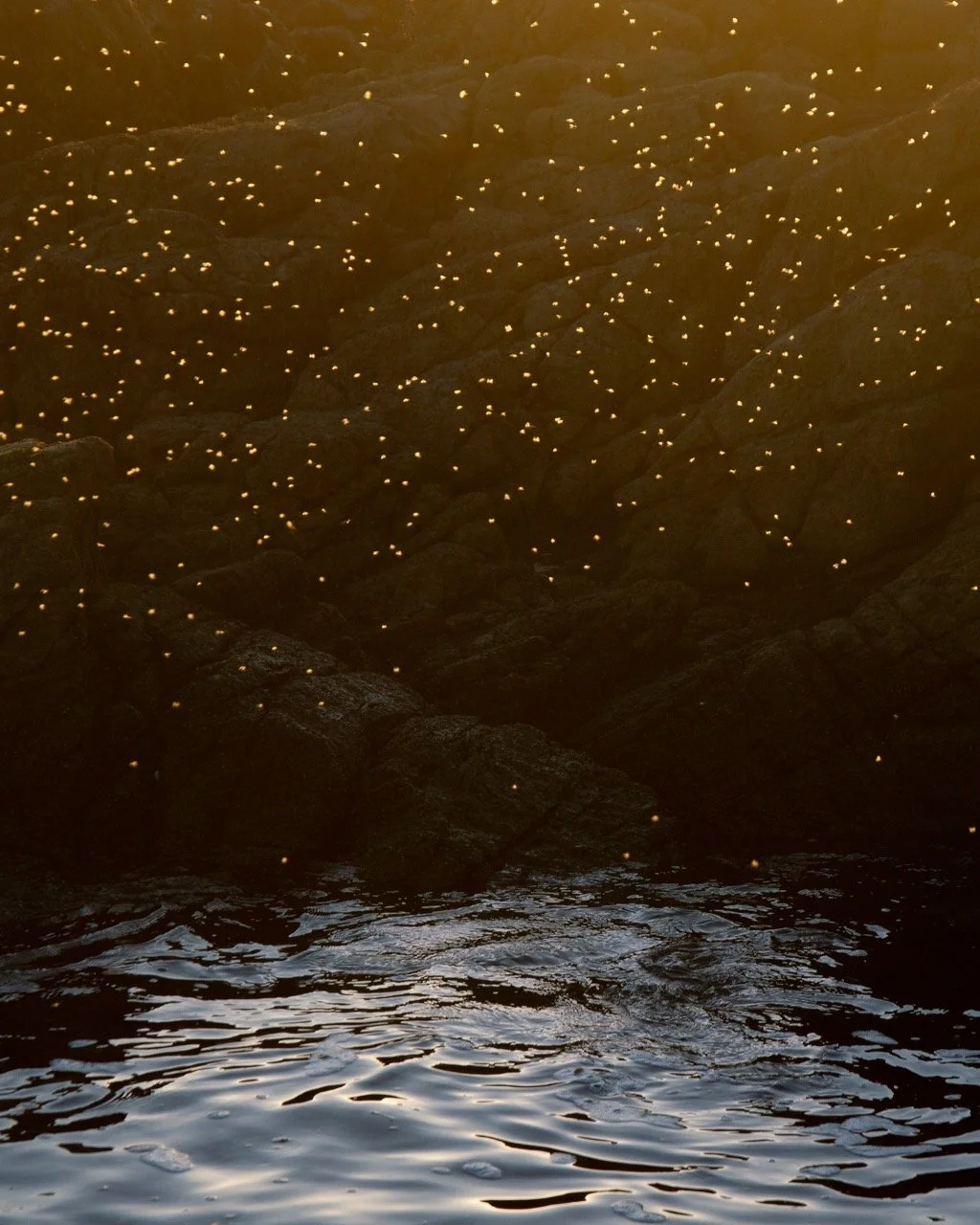 ROCKPOOL - PRINT ONLY