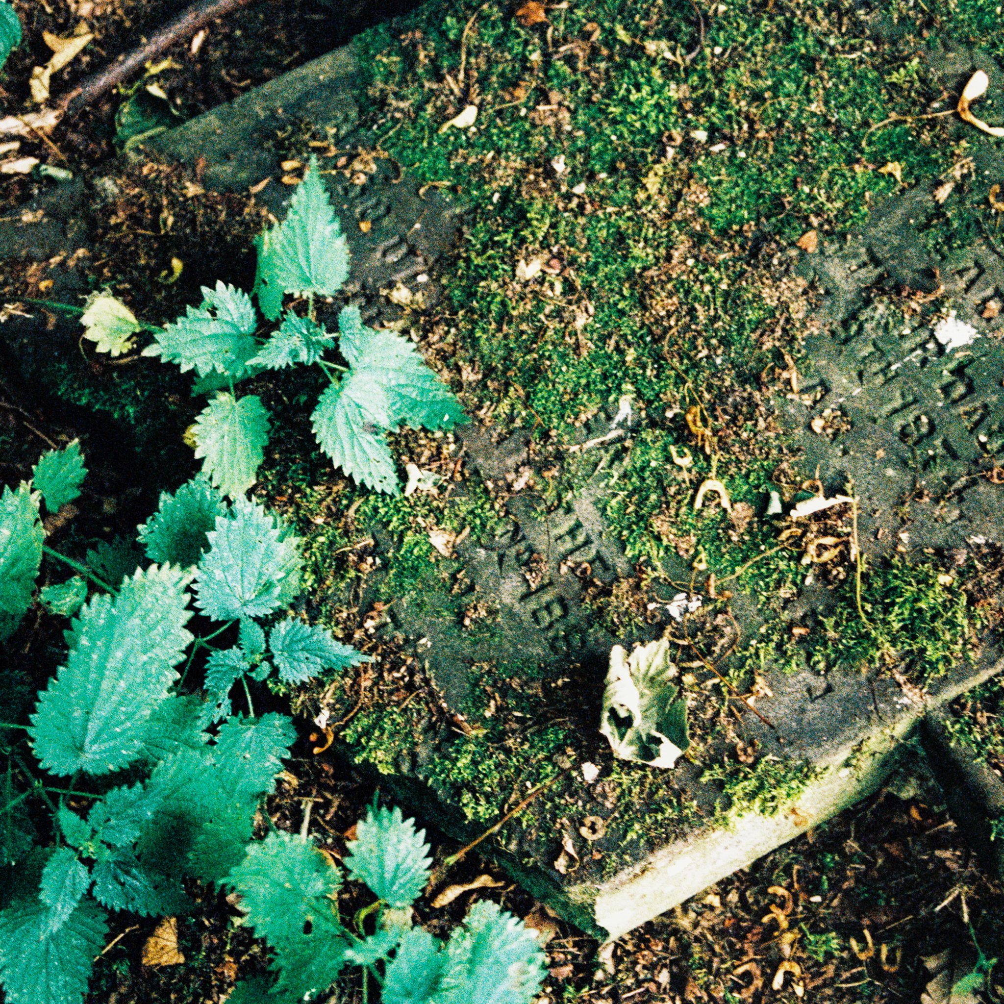 grave with nettles. Haworth Parish churchyard, Yorkshire