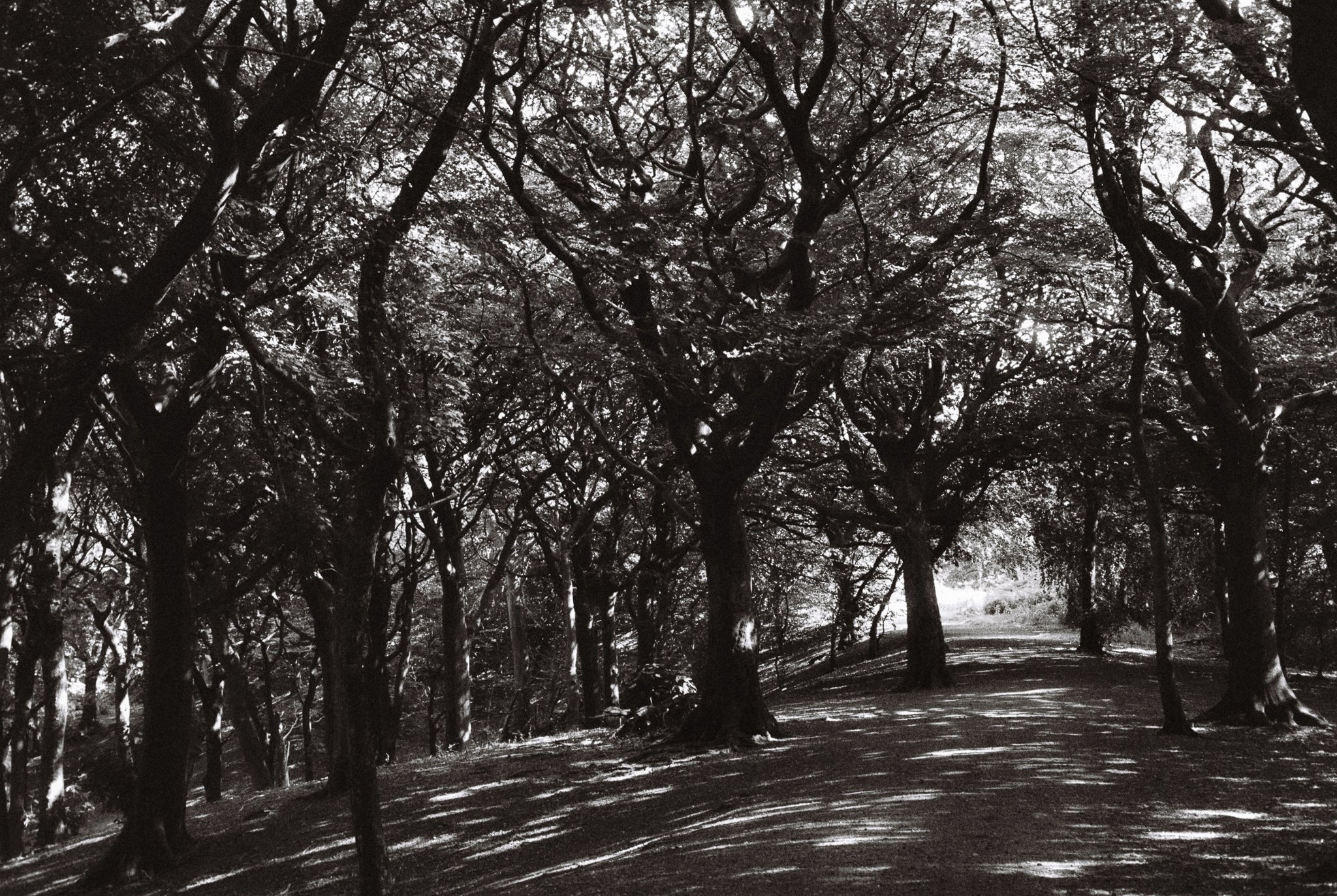 dark wood II. Tandle Hill Country Park, Royton