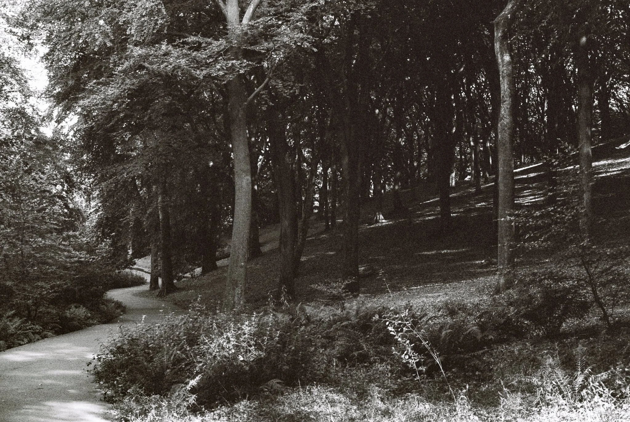 dark wood I. Tandle Hill Country Park, Royton