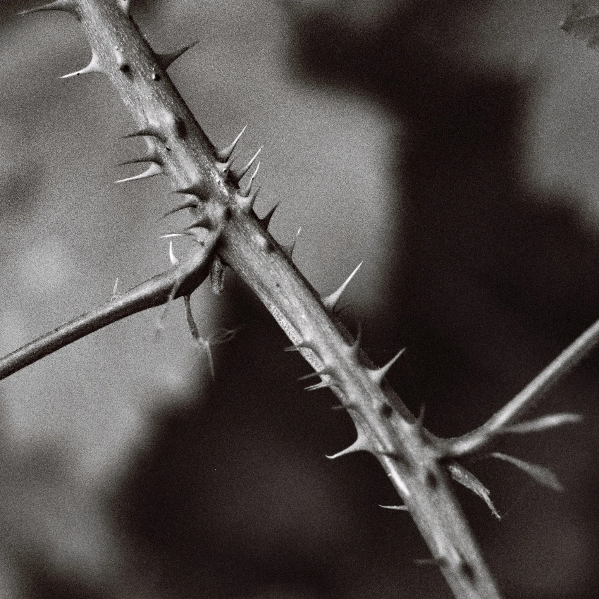 spines II. Tandle Hill Country Park, Royton