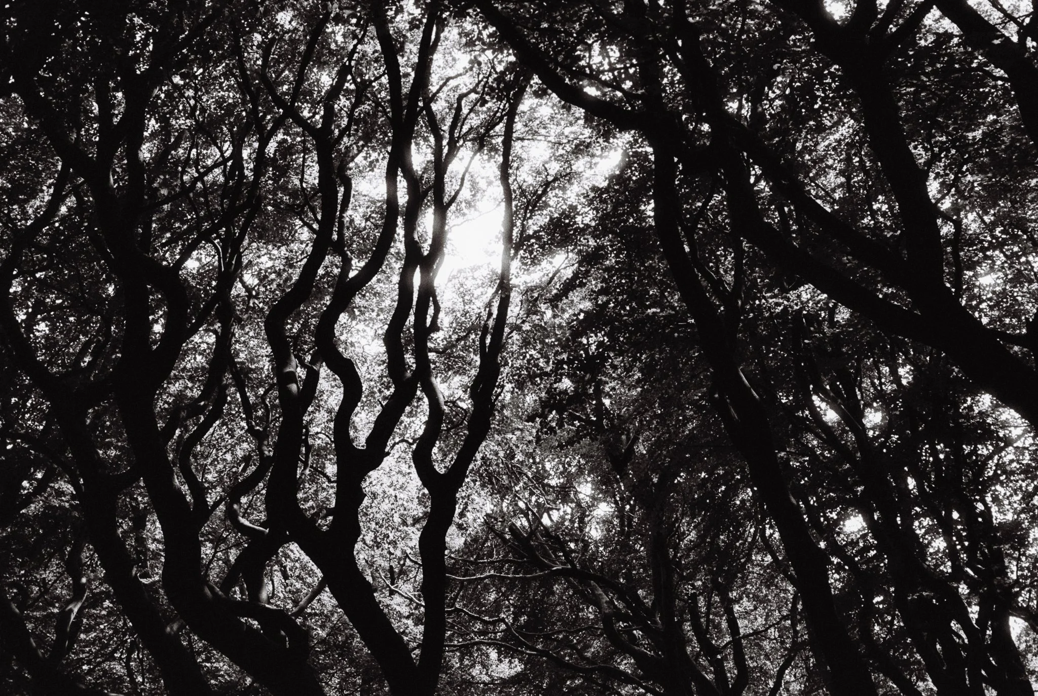 dark wood III. Tandle Hill Country Park, Royton