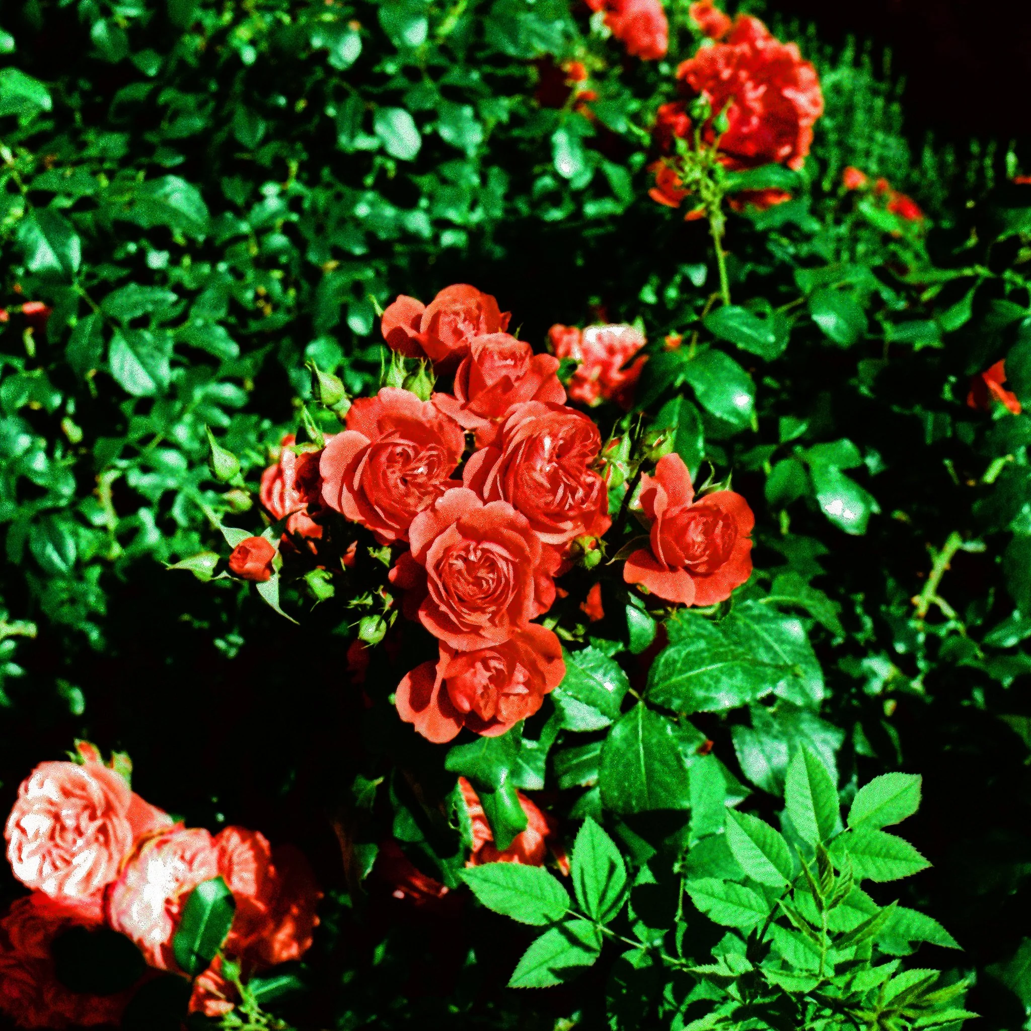 summer flowers, x-pro Ektachrome VS100