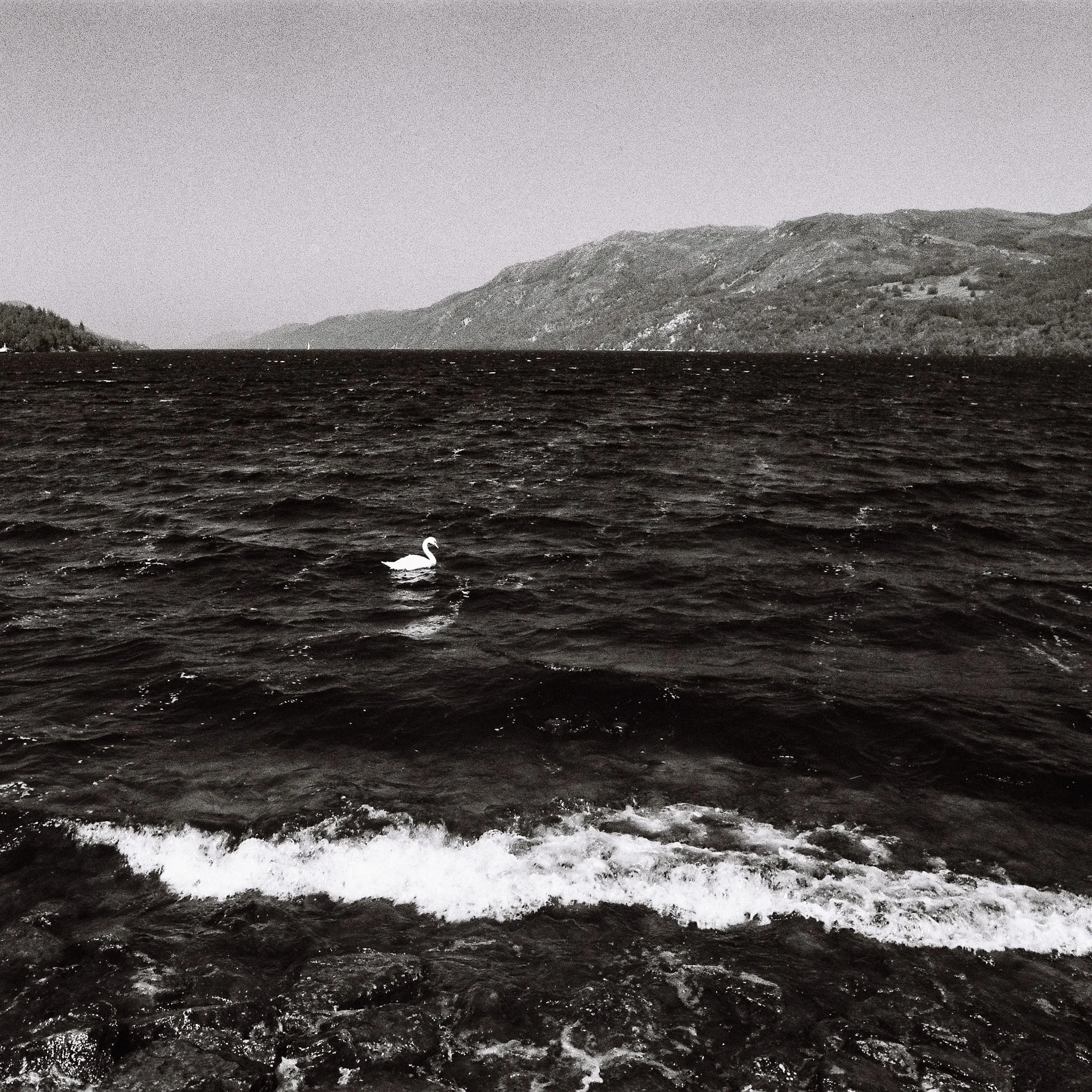 abyss with swan. Fort Augustus, Loch Ness