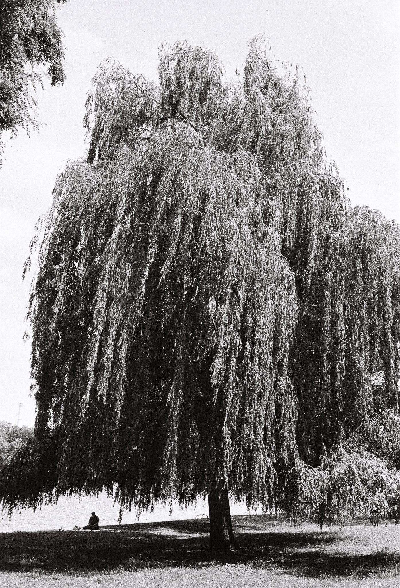 tiny human, Ilford HP5+