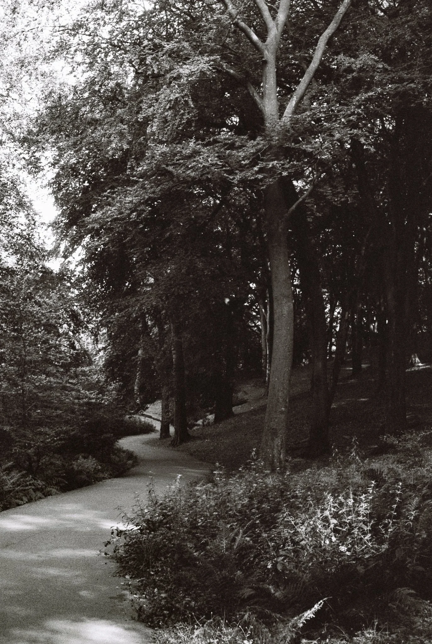 dark wood IV. Tandle Hill Country Park, Royton