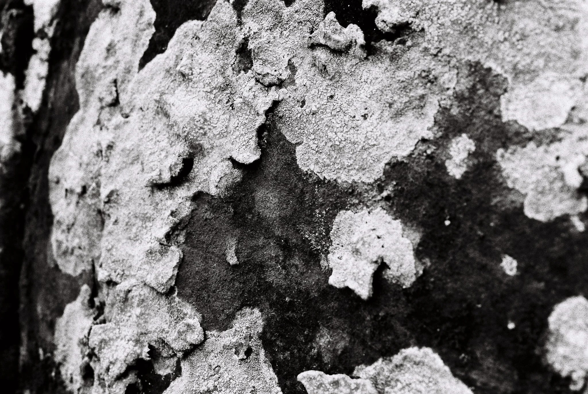 lichens on sandstone. Furness Abbey