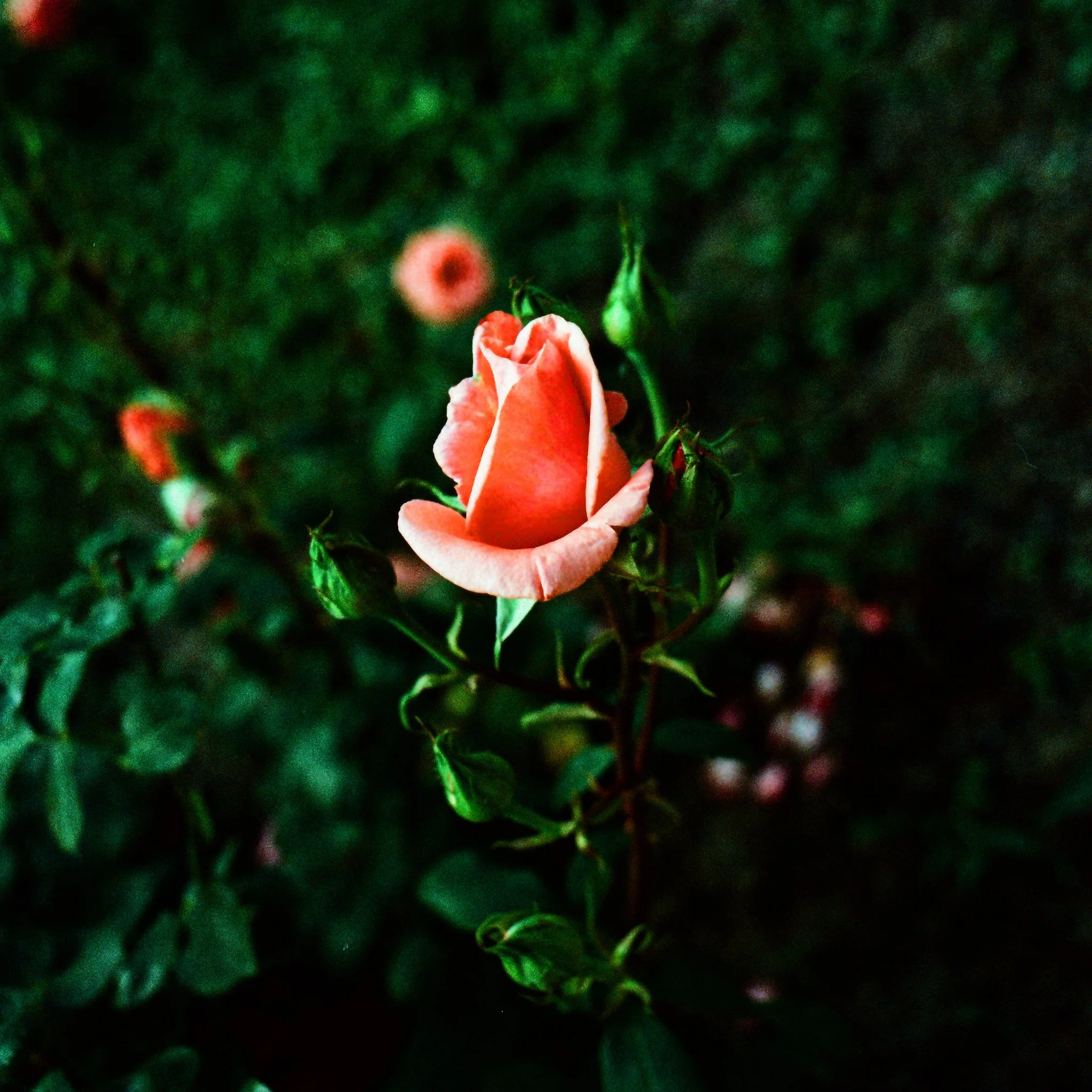 new birth, x-pro Ektachrome VS100