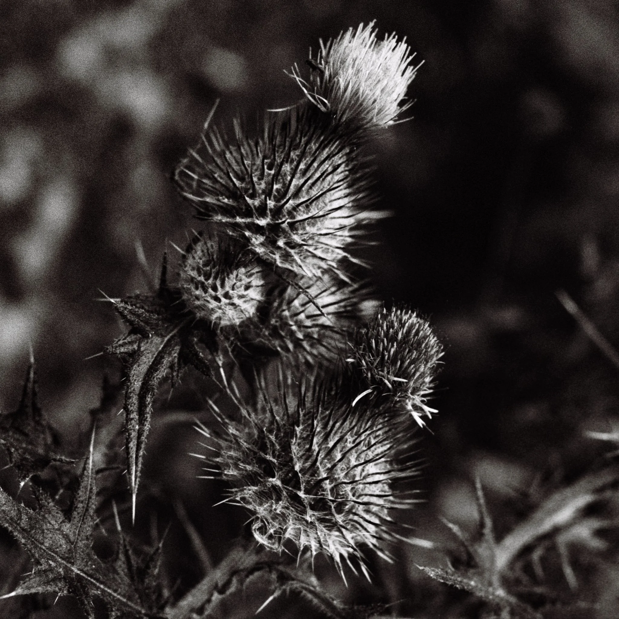 spines I. Tandle Hill Country Park, Royton