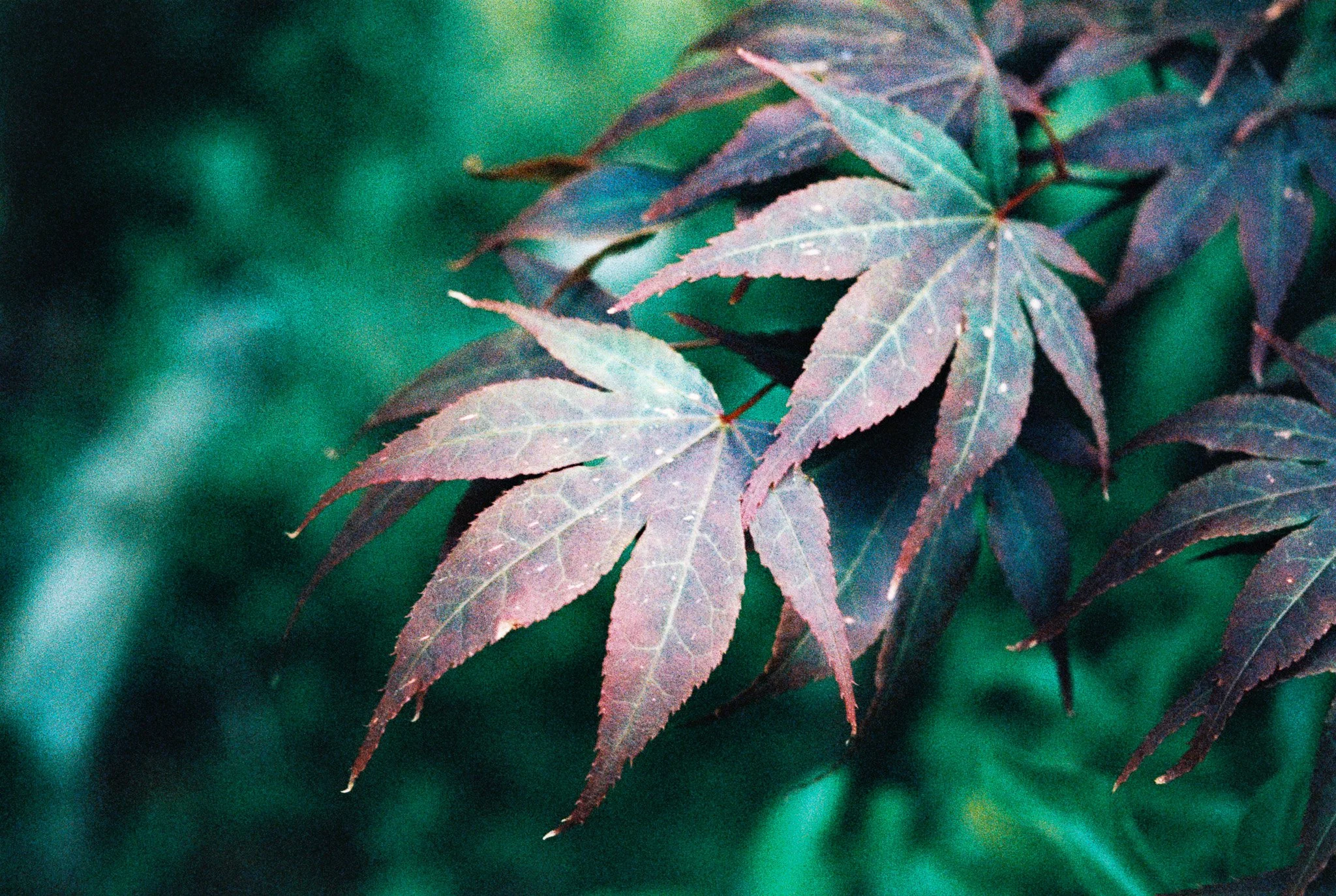 R1-09618-0035.jpg