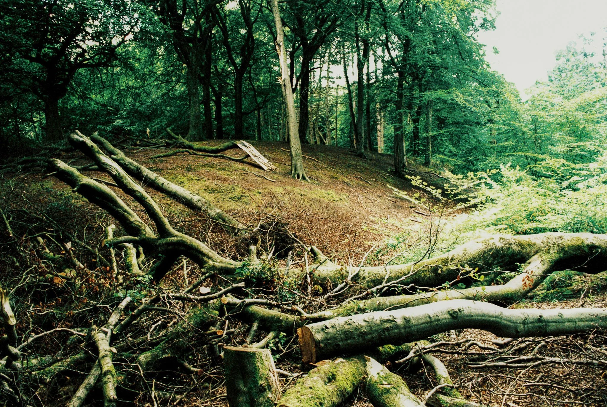 the clearing. Tandle Hill Country Park, Royton