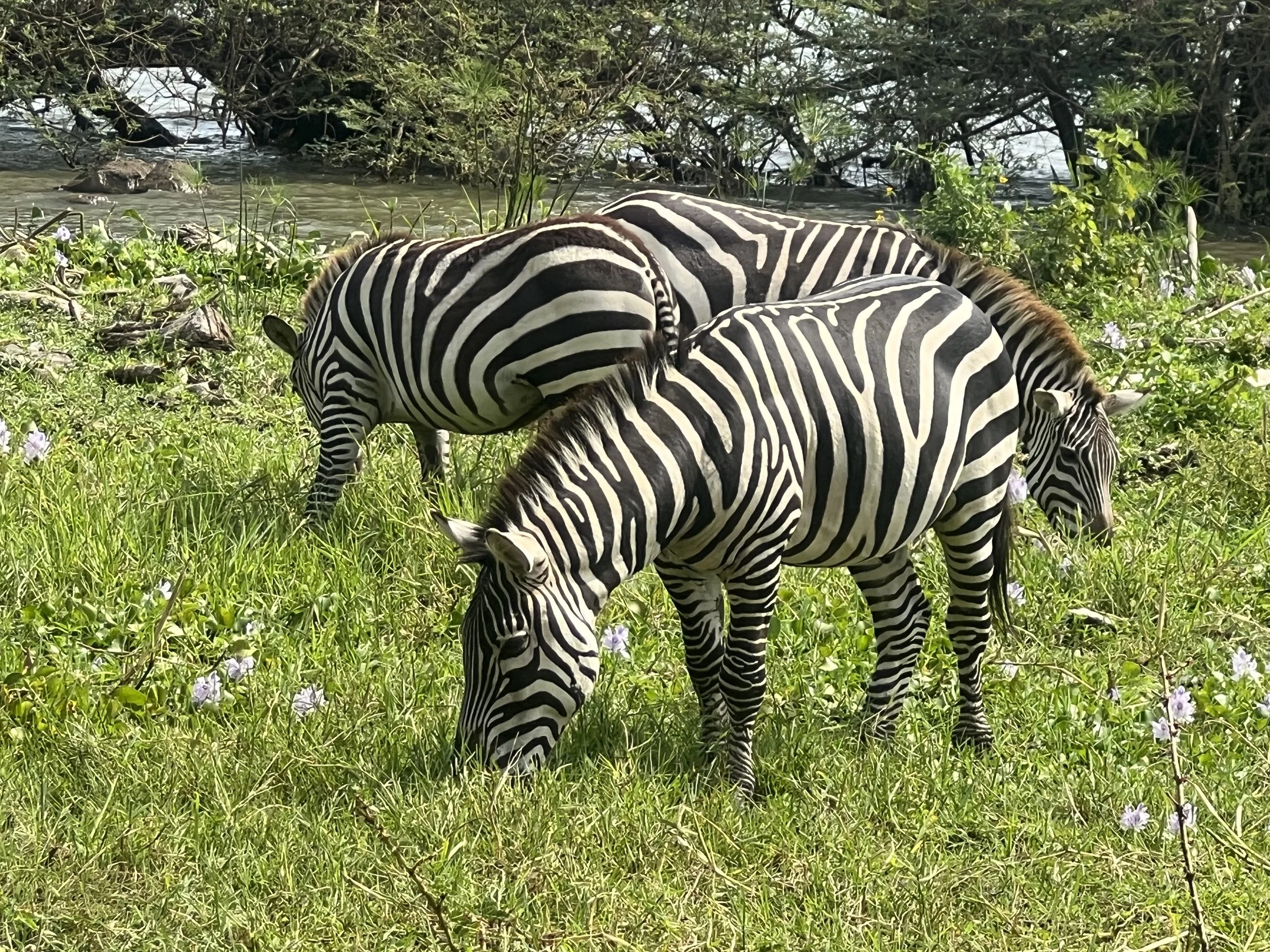 Two zebras grazing on grass near a water body surrounded by lush greenery.