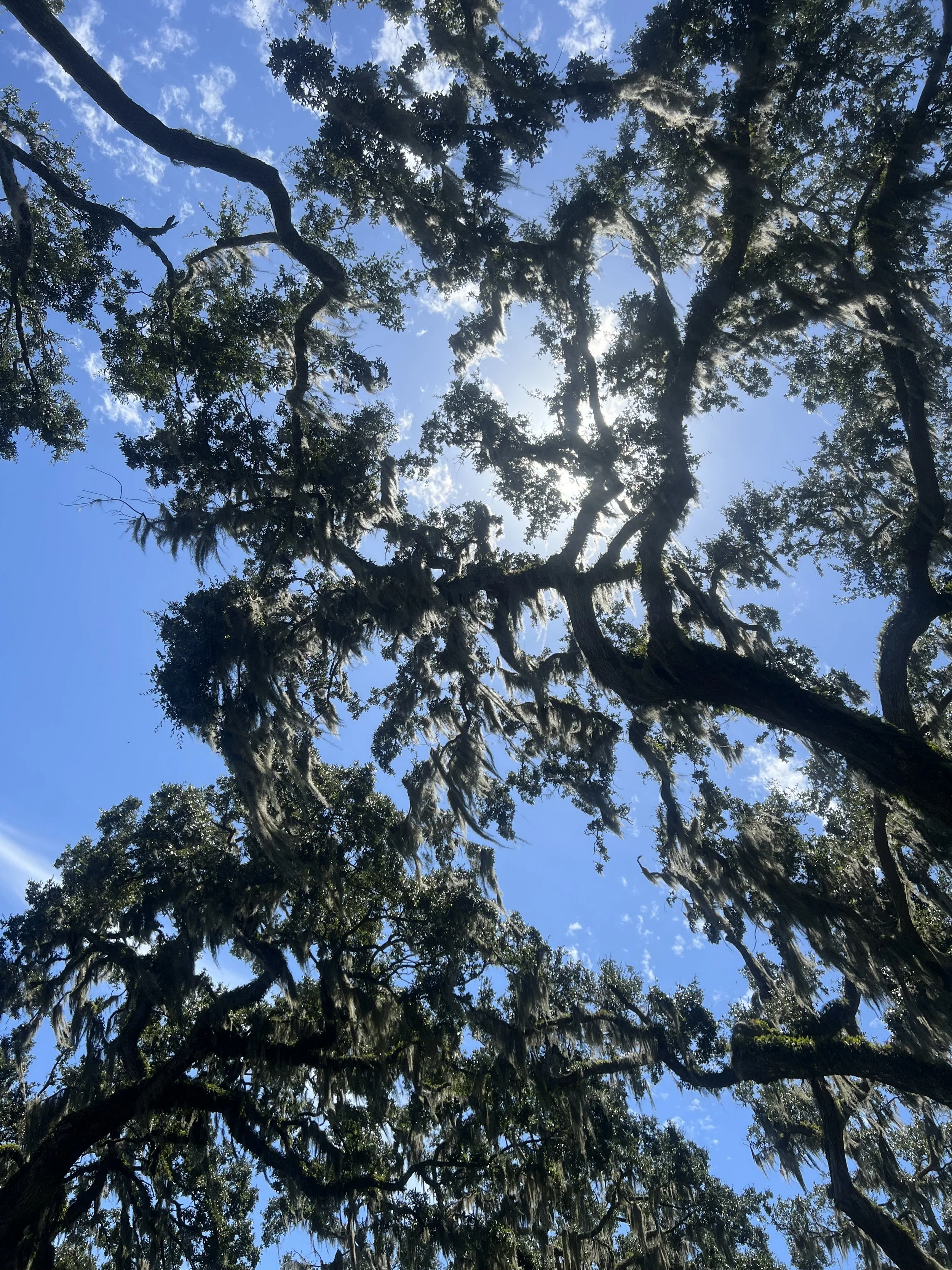 IMG_0190.jpeg