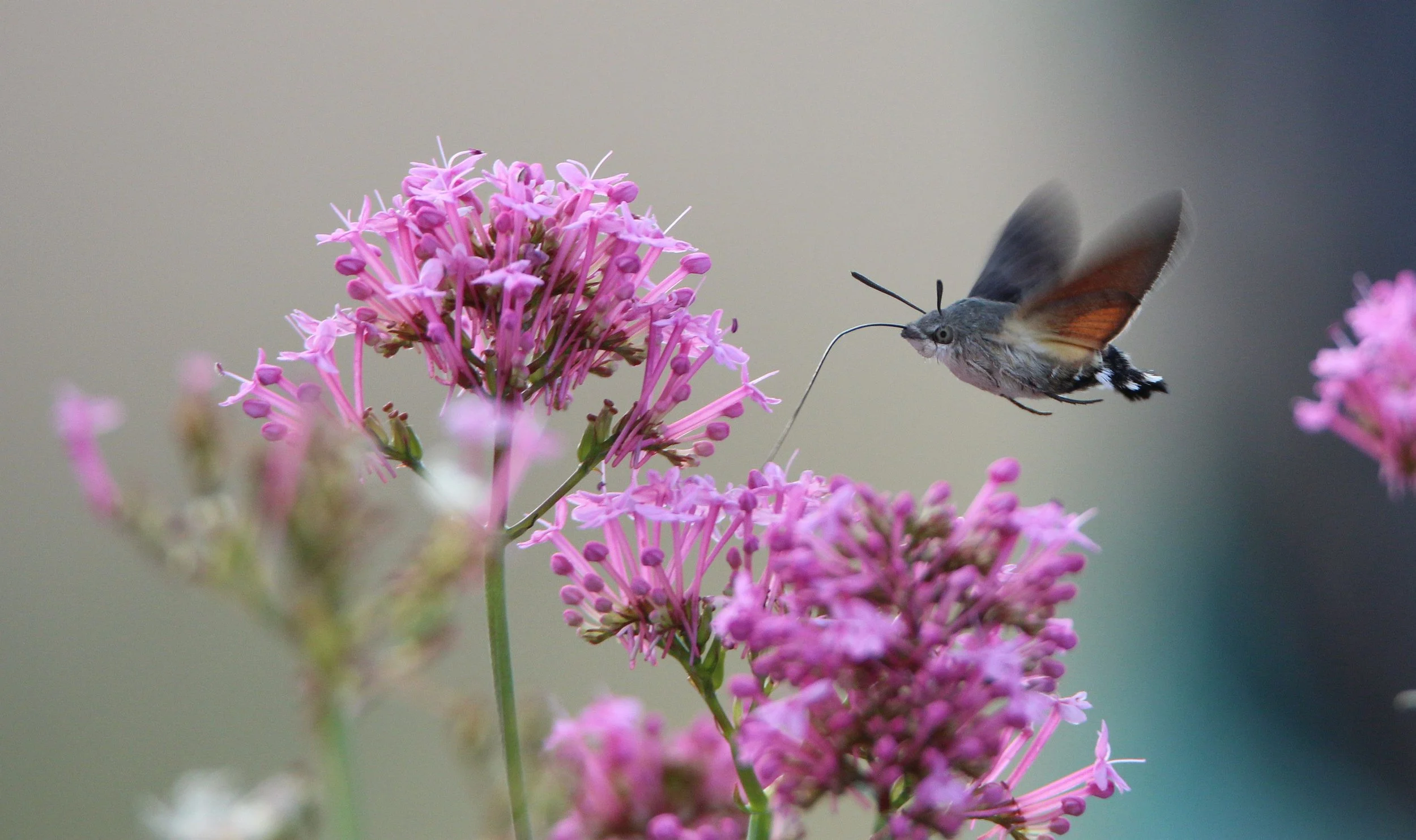 Hummingbird hawk-moth