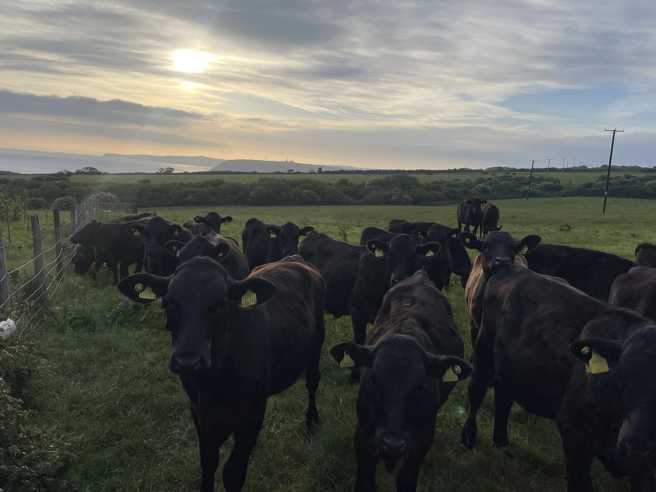 Curious cattle 