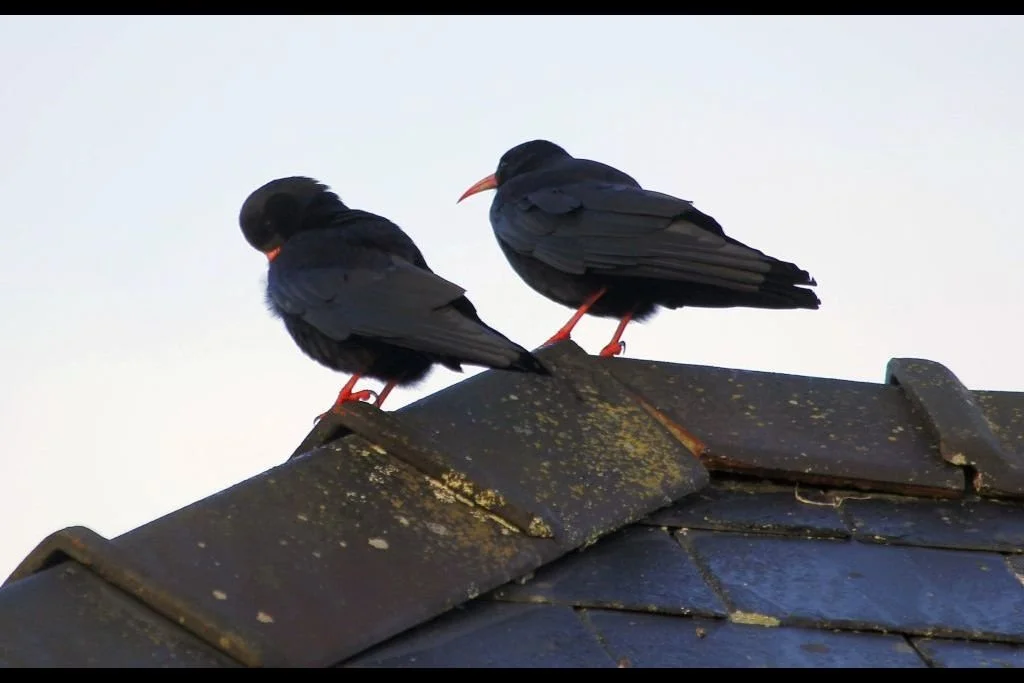 Choughs