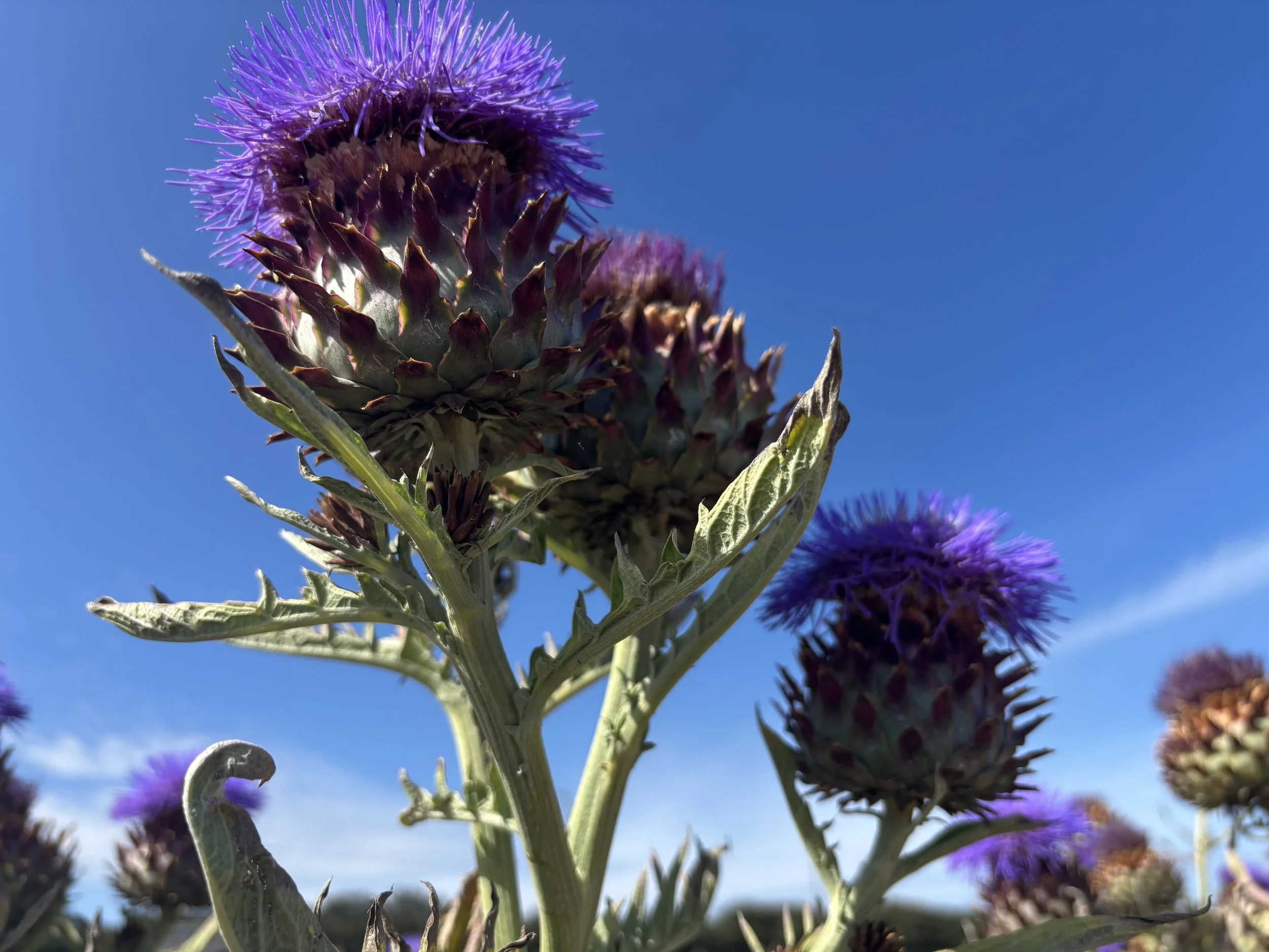 A blooming cardoon (Cynara cardunculus), also known as the artichoke thistle