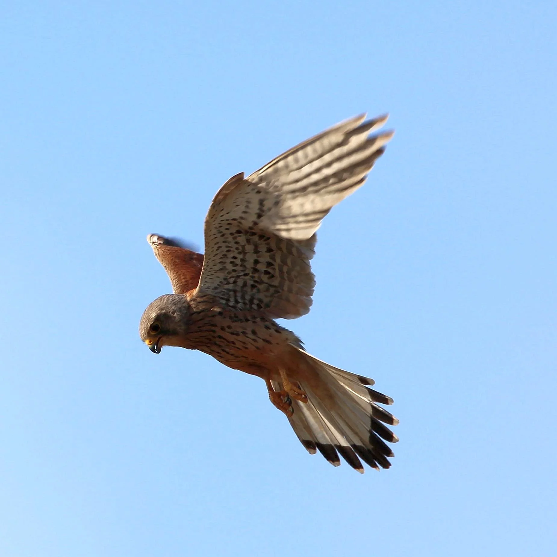 Kestrel over garden