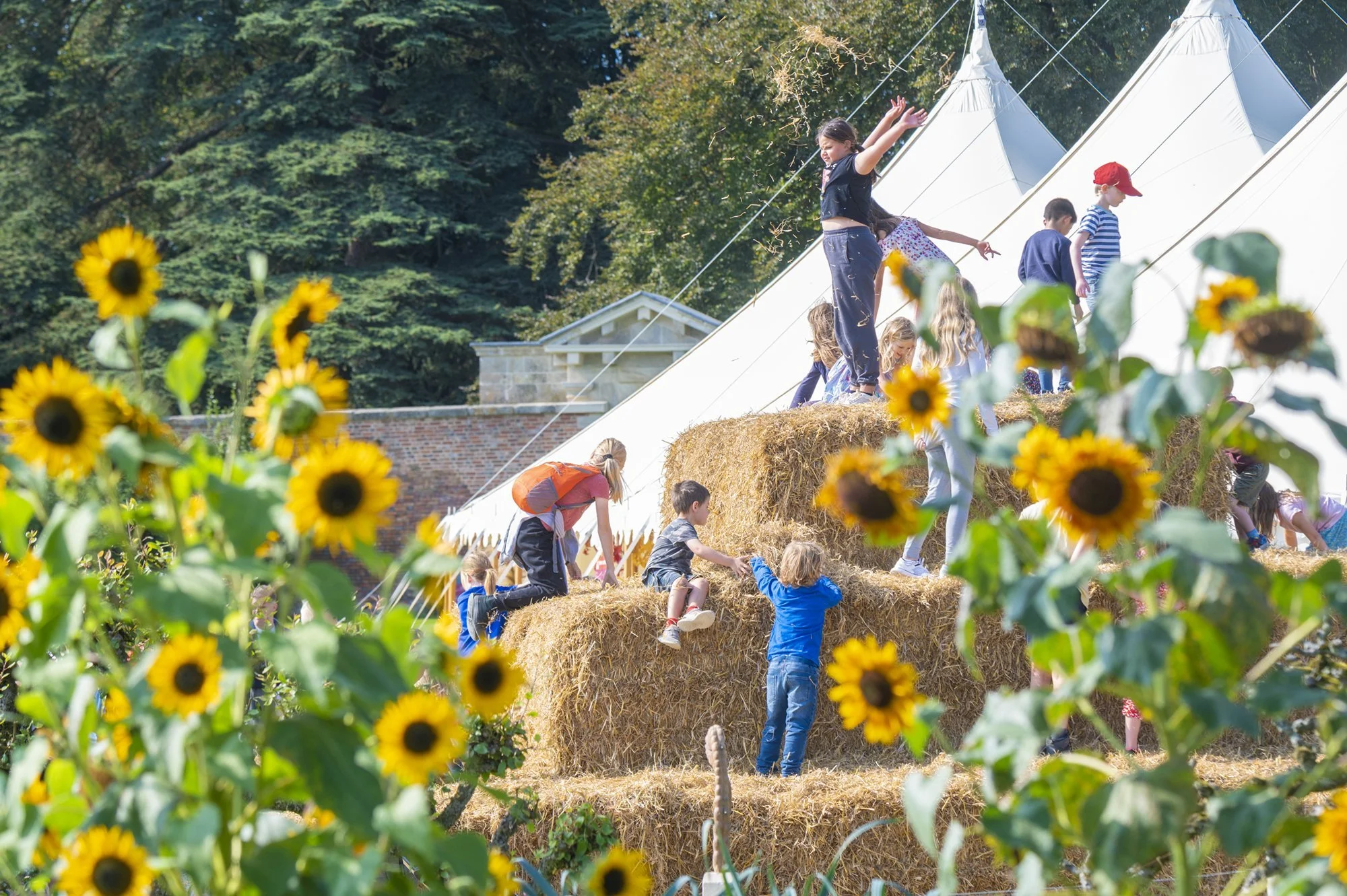 Children playing on hay bales at a sunflower farm with a tent in the background.