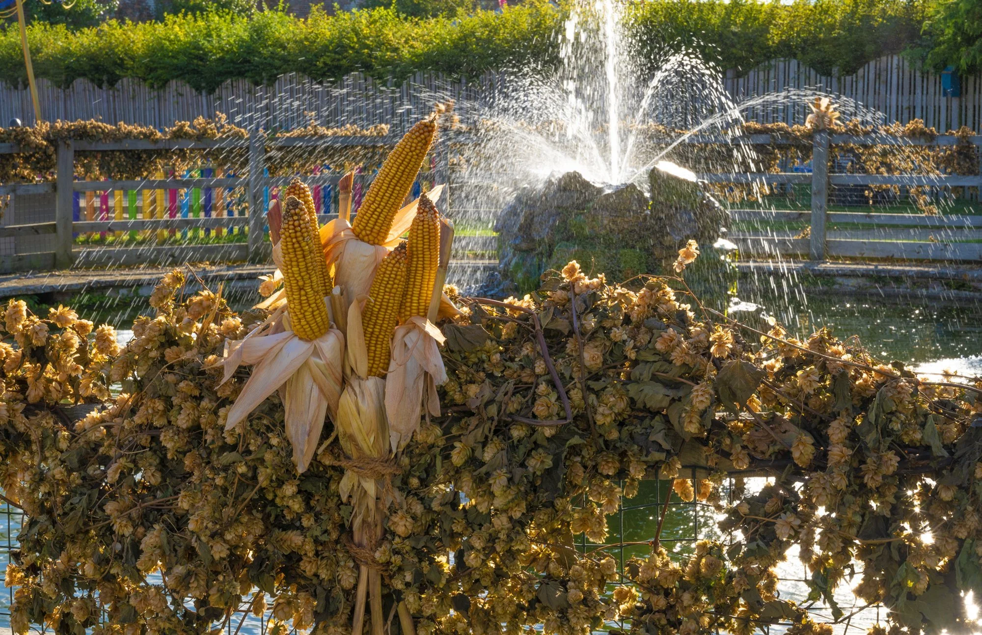 A flower arrangement with yellow corn on the cob, dried flowers, and corn husks surrounding the base, set on a fence with a water fountain in the background and a garden or park setting.