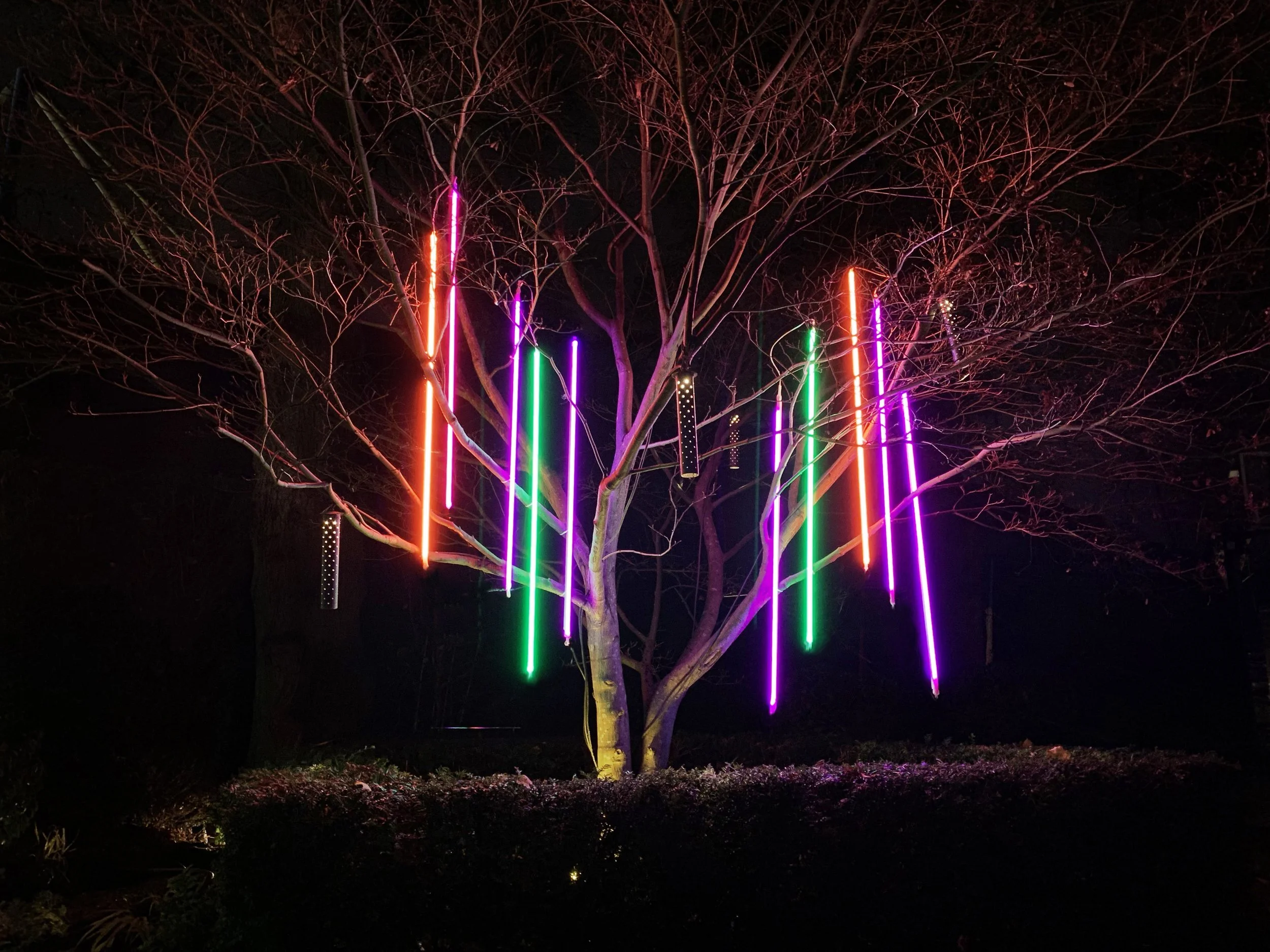 A leafless tree decorated with colorful neon lights hanging from its branches at night.